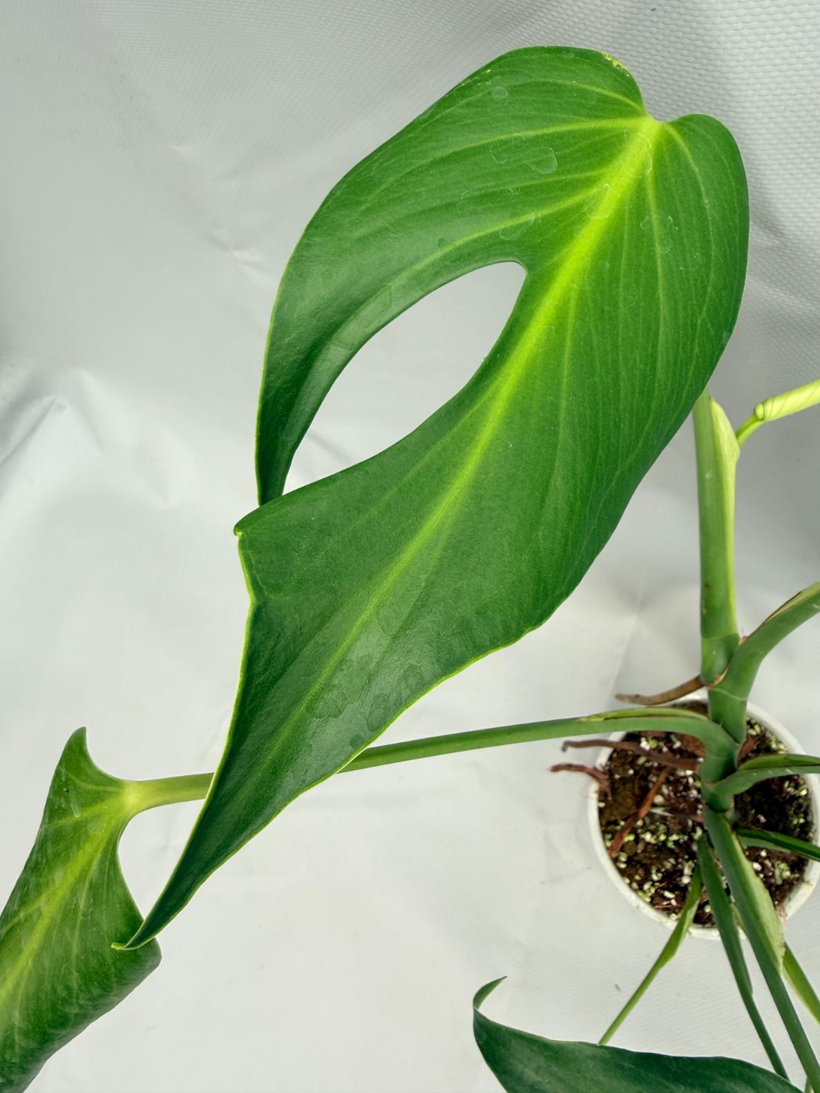 Monstera Burle Marx Flame XL