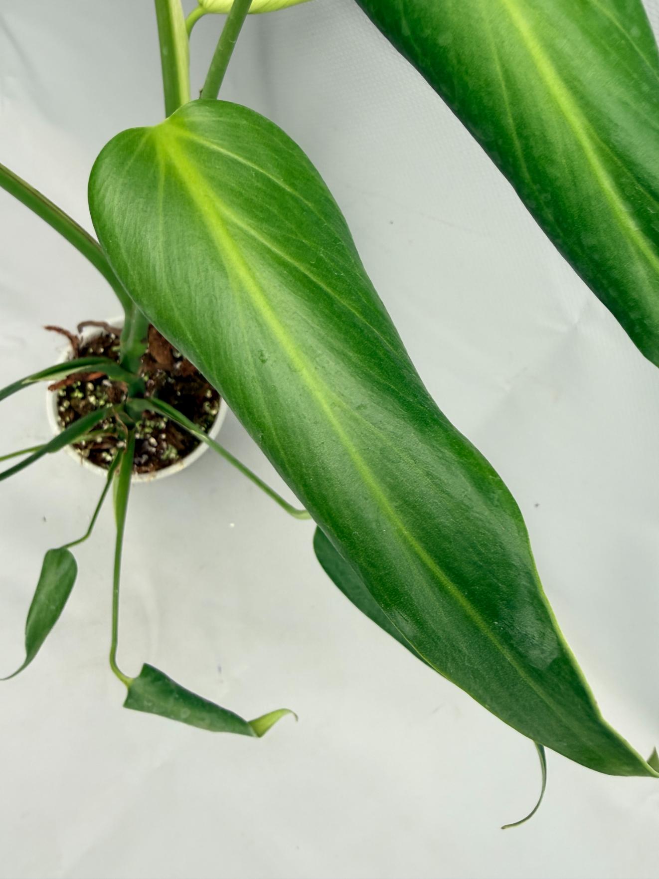 Monstera Burle Marx Flame XL
