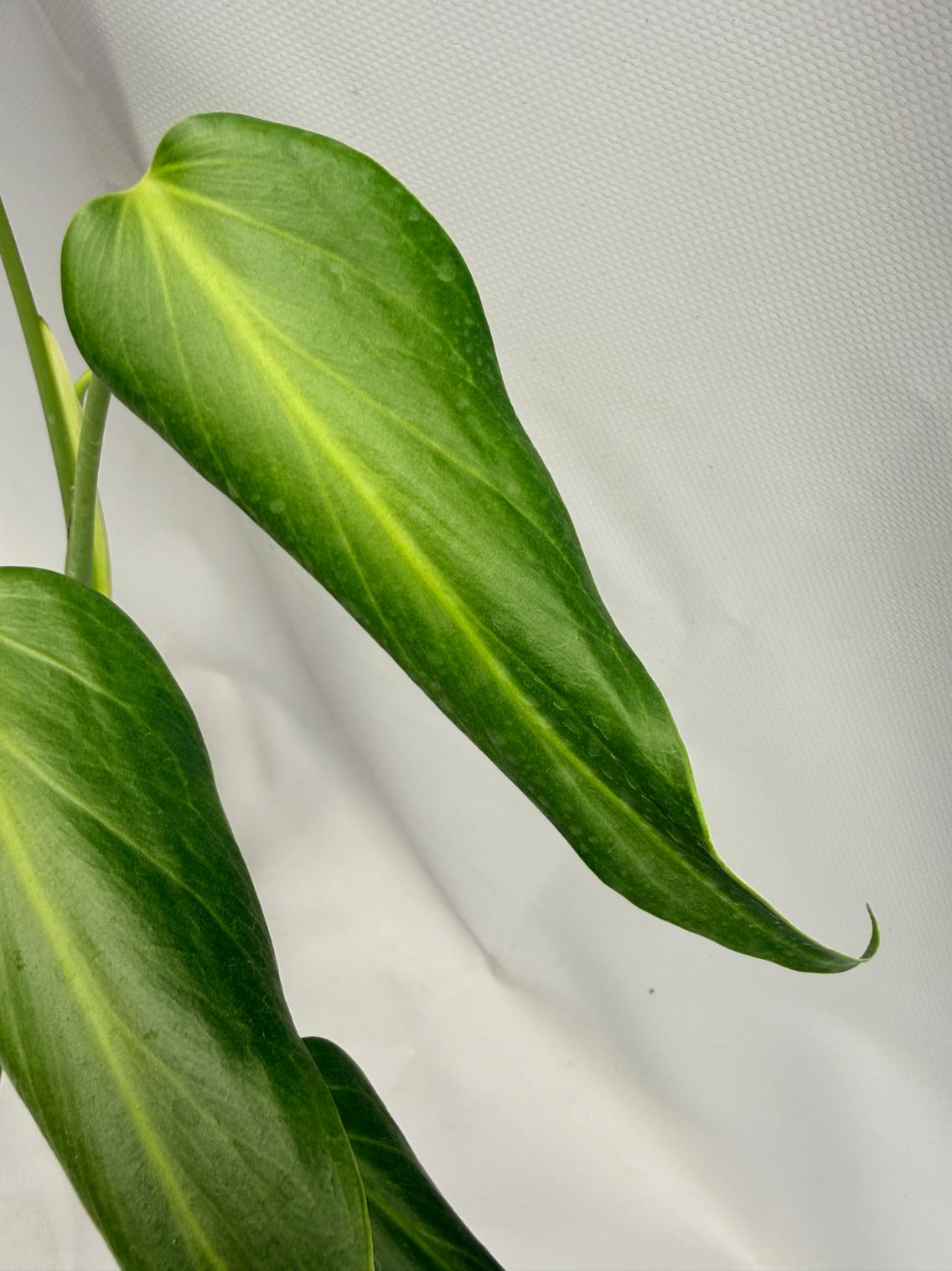 Monstera Burle Marx Flame XL
