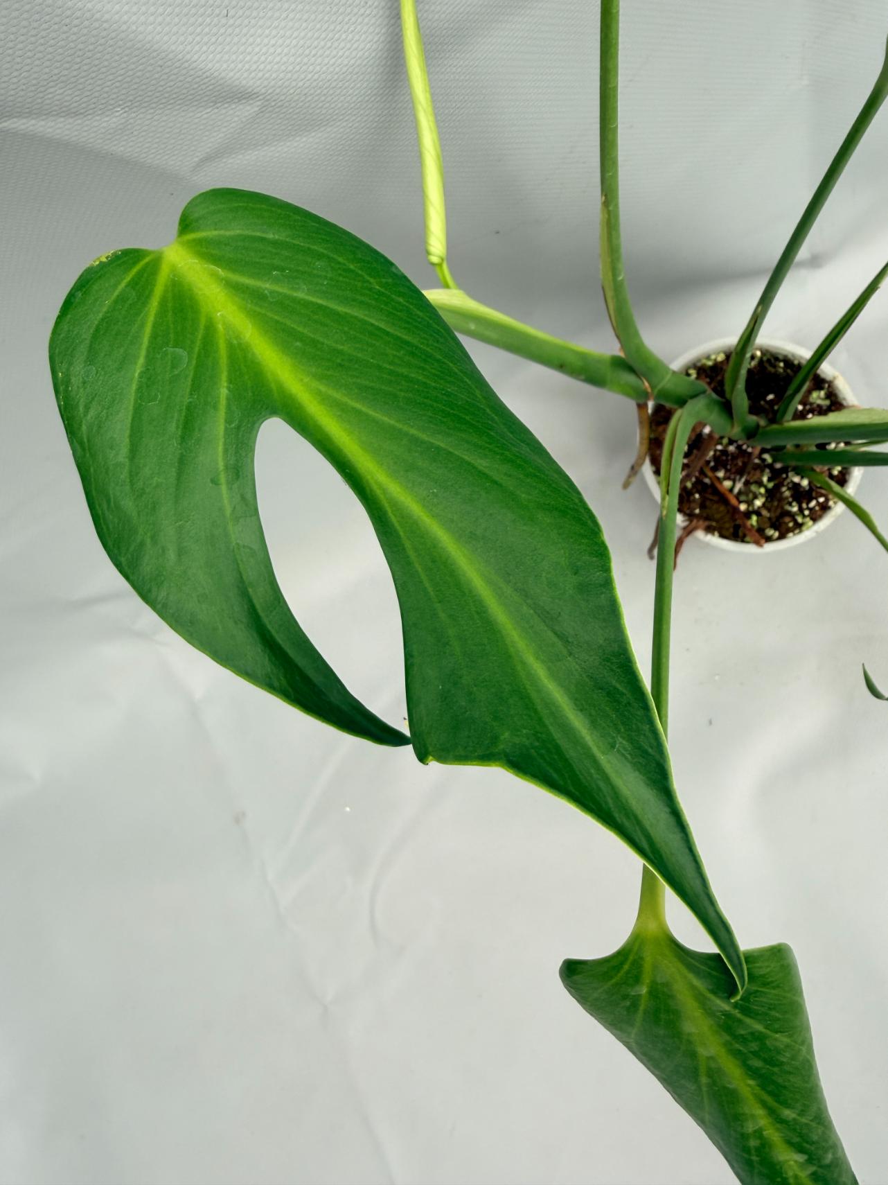Monstera Burle Marx Flame XL