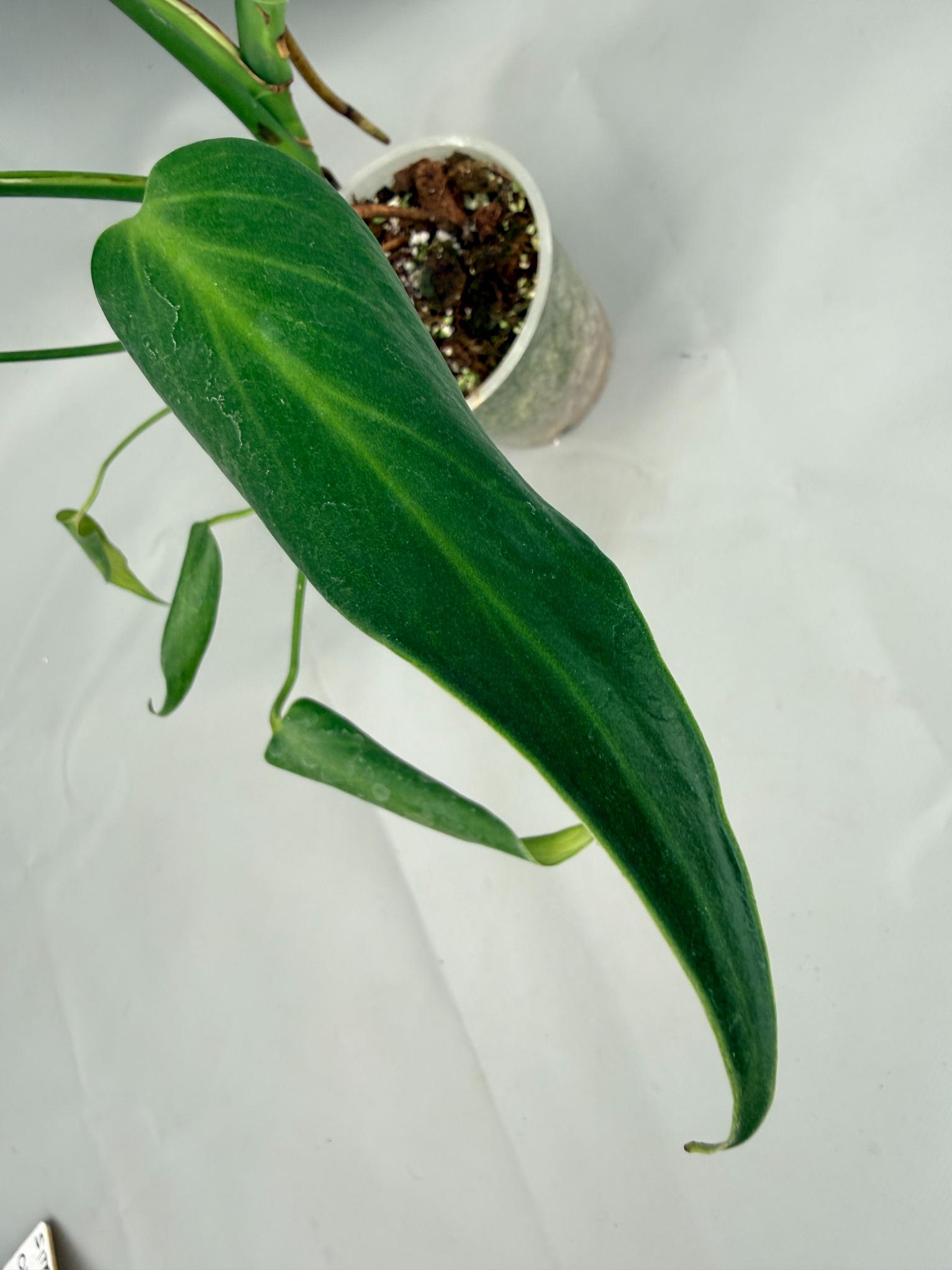 Monstera Burle Marx Flame XL