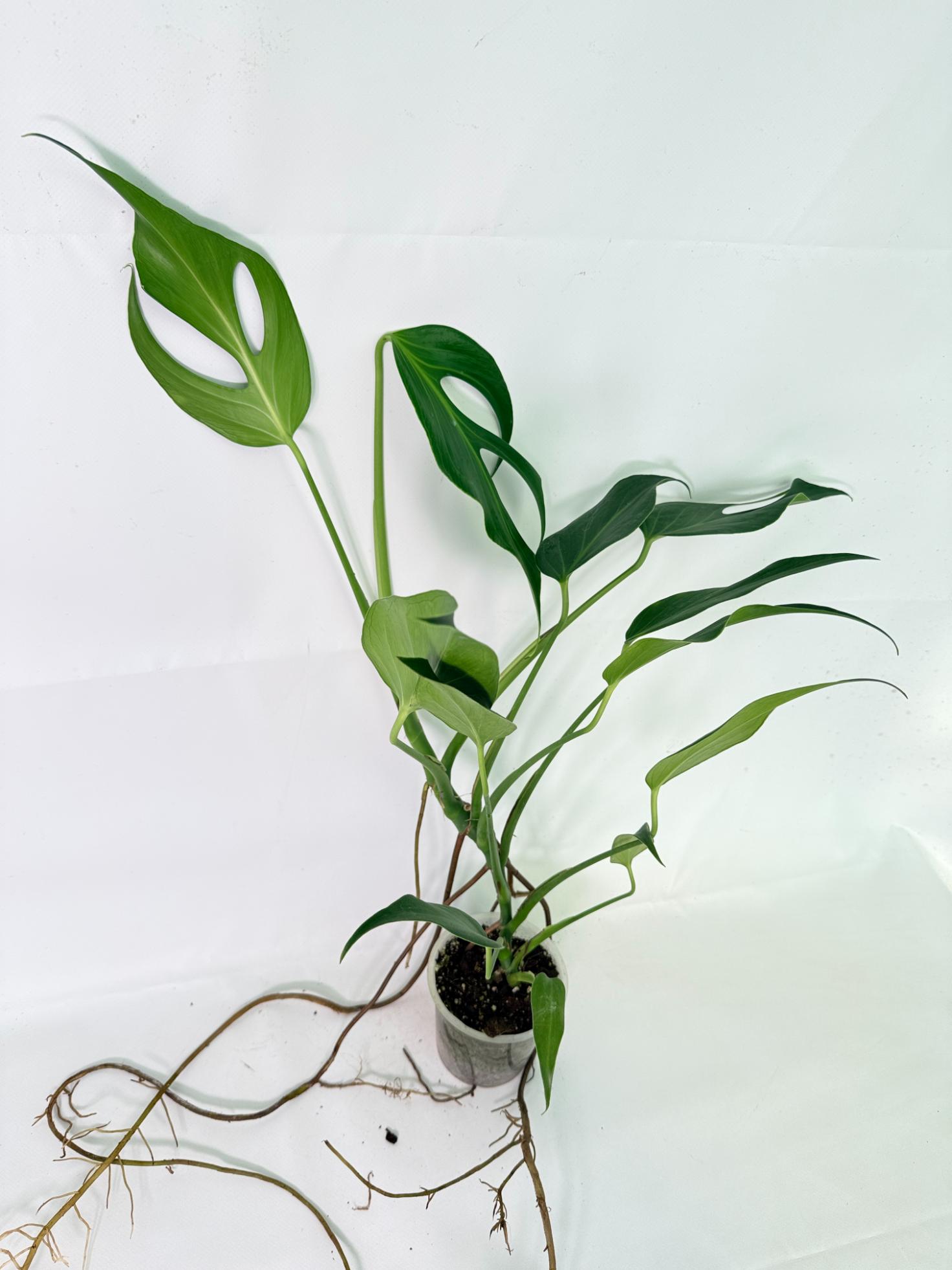 Monstera 'Burle Marx Flame08