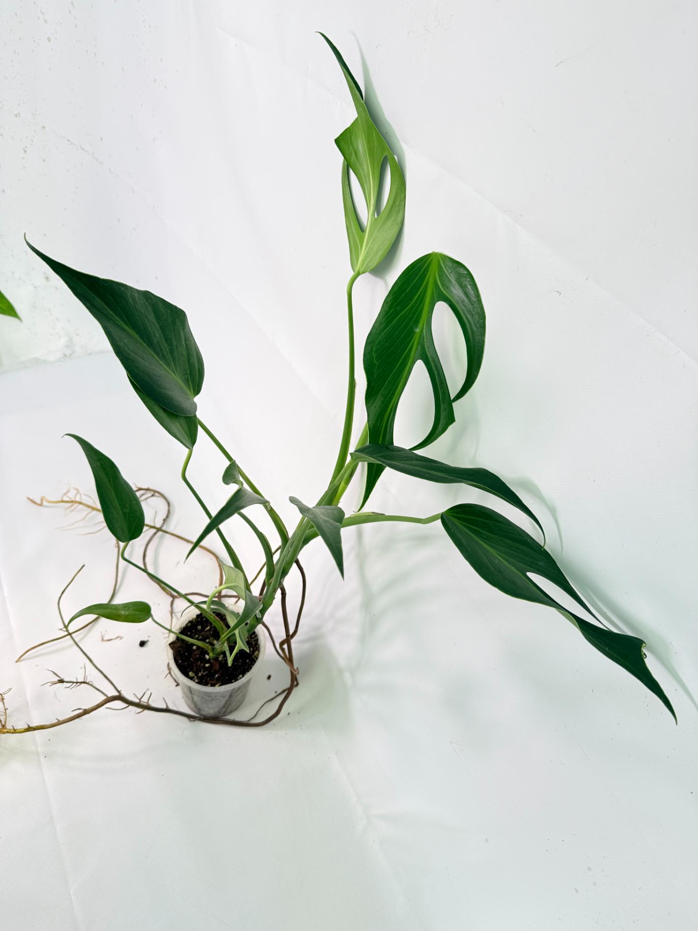 Monstera 'Burle Marx Flame09