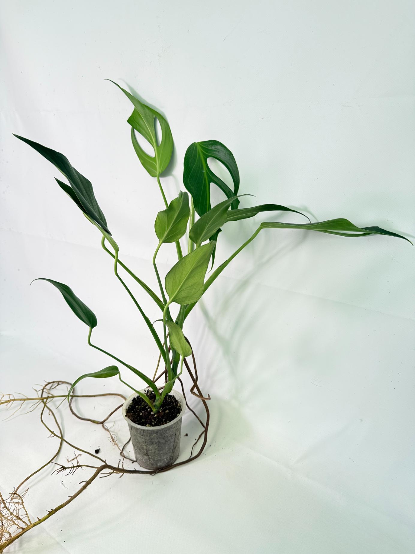 Monstera 'Burle Marx Flame10