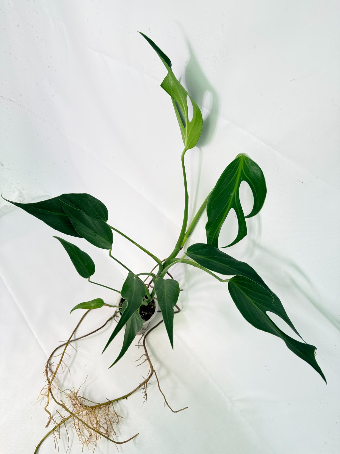 Monstera 'Burle Marx Flame 01