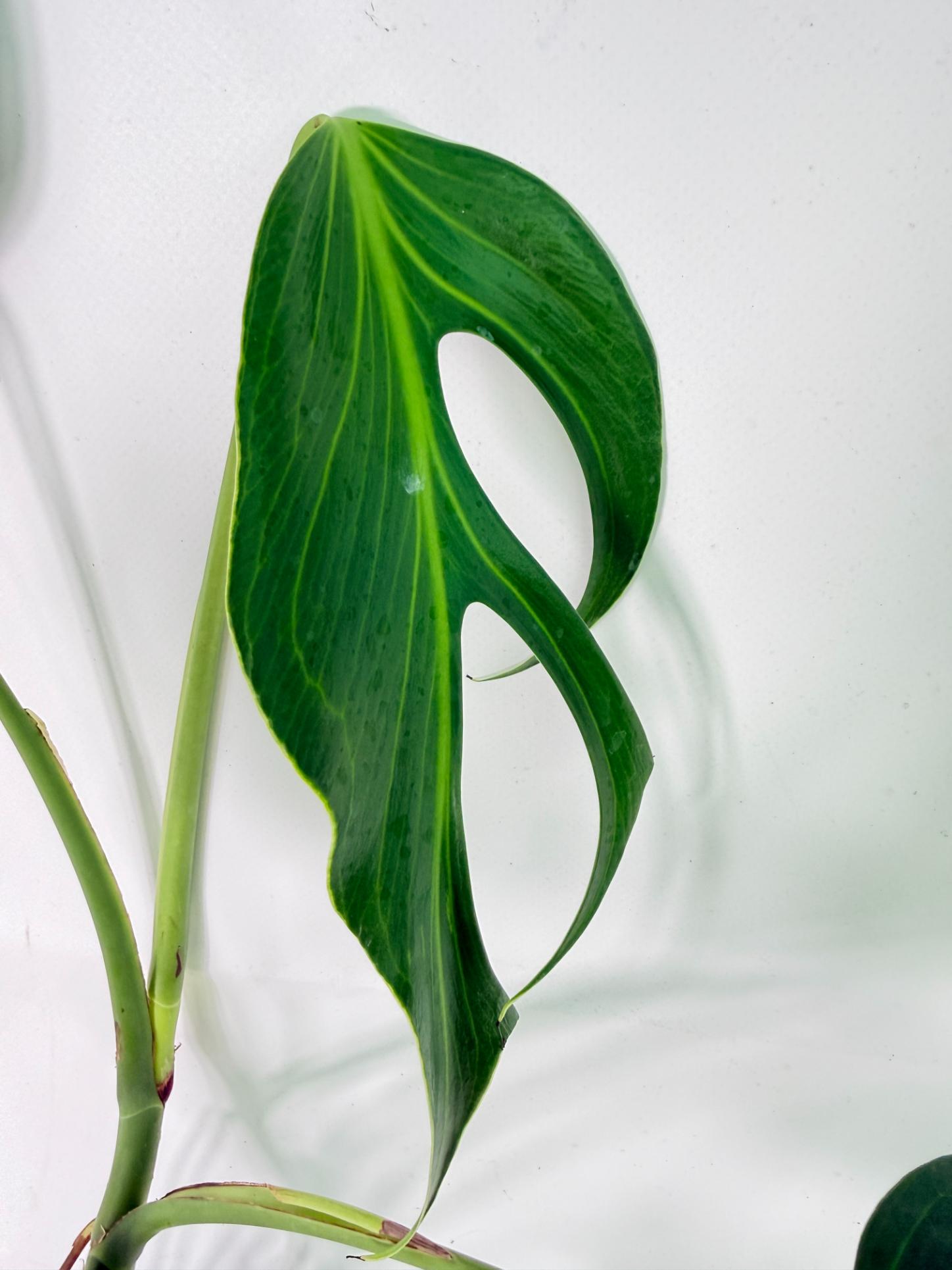 Monstera 'Burle Marx Flame02