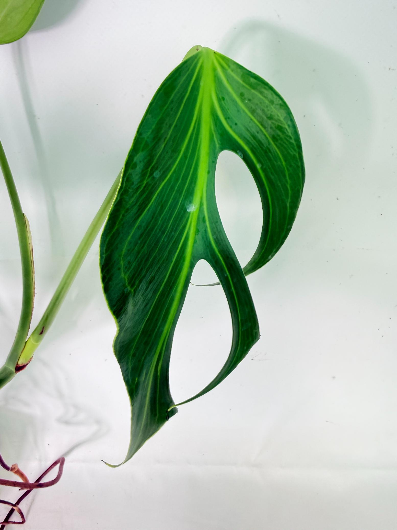 Monstera 'Burle Marx Flame04