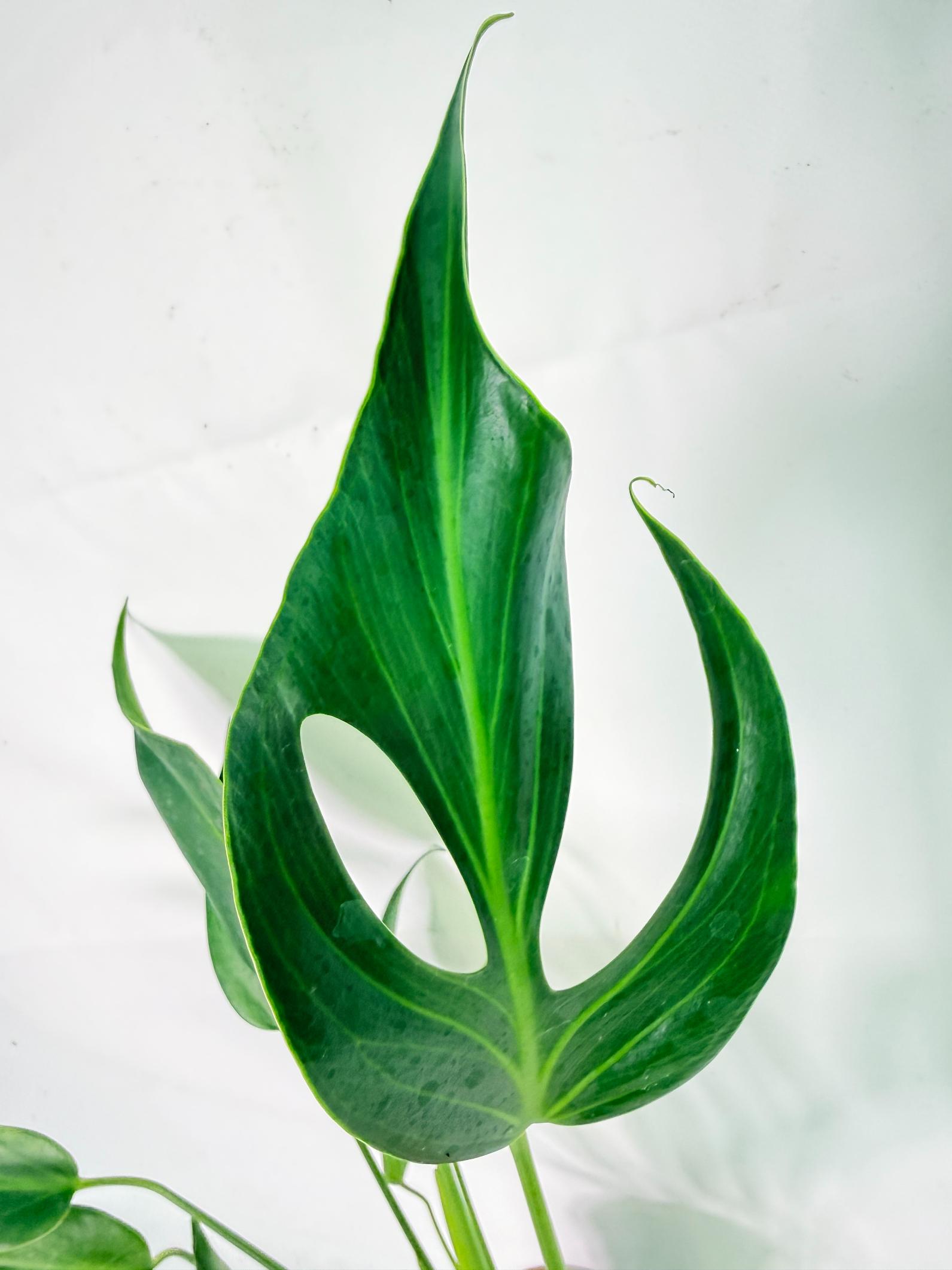 Monstera 'Burle Marx Flame06