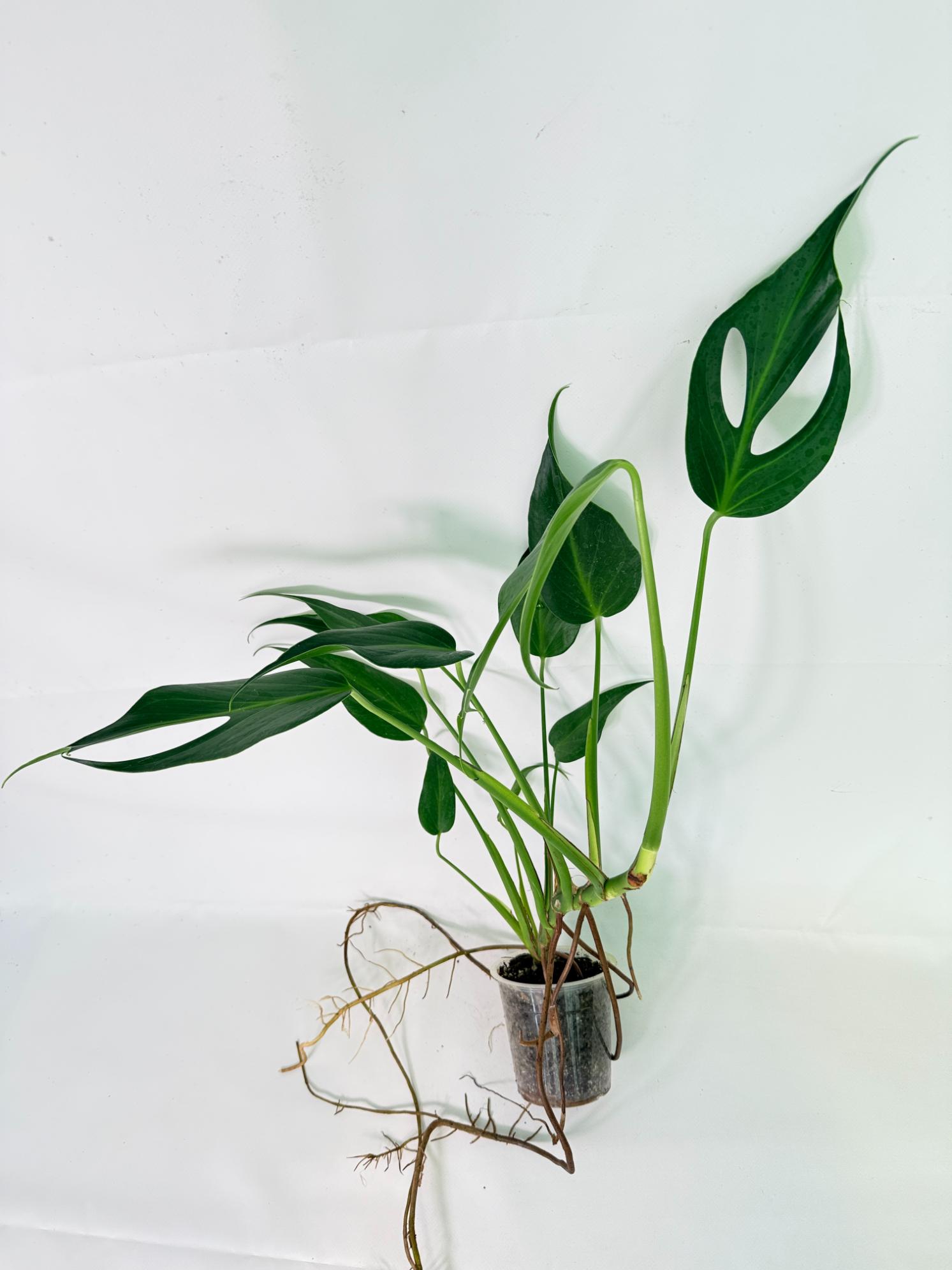 Monstera 'Burle Marx Flame07