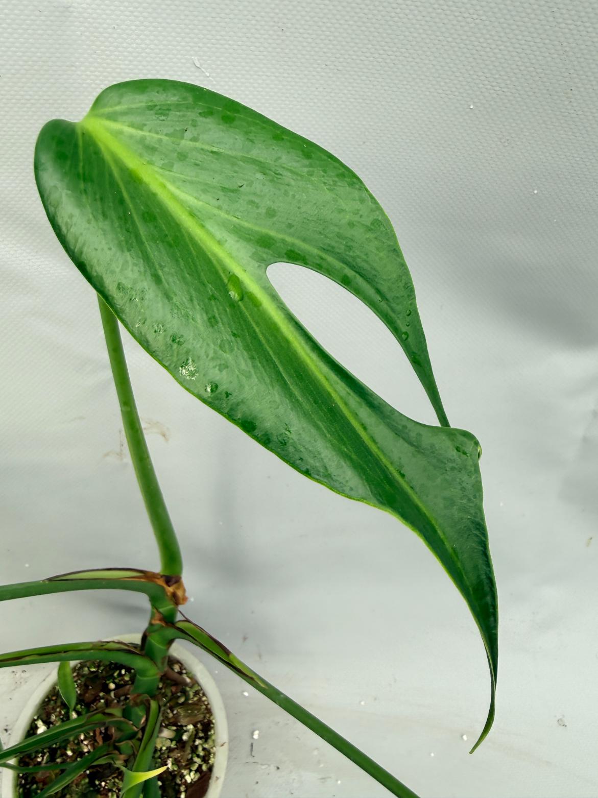 monstera burle max Monstera Burle Marx Flame XL