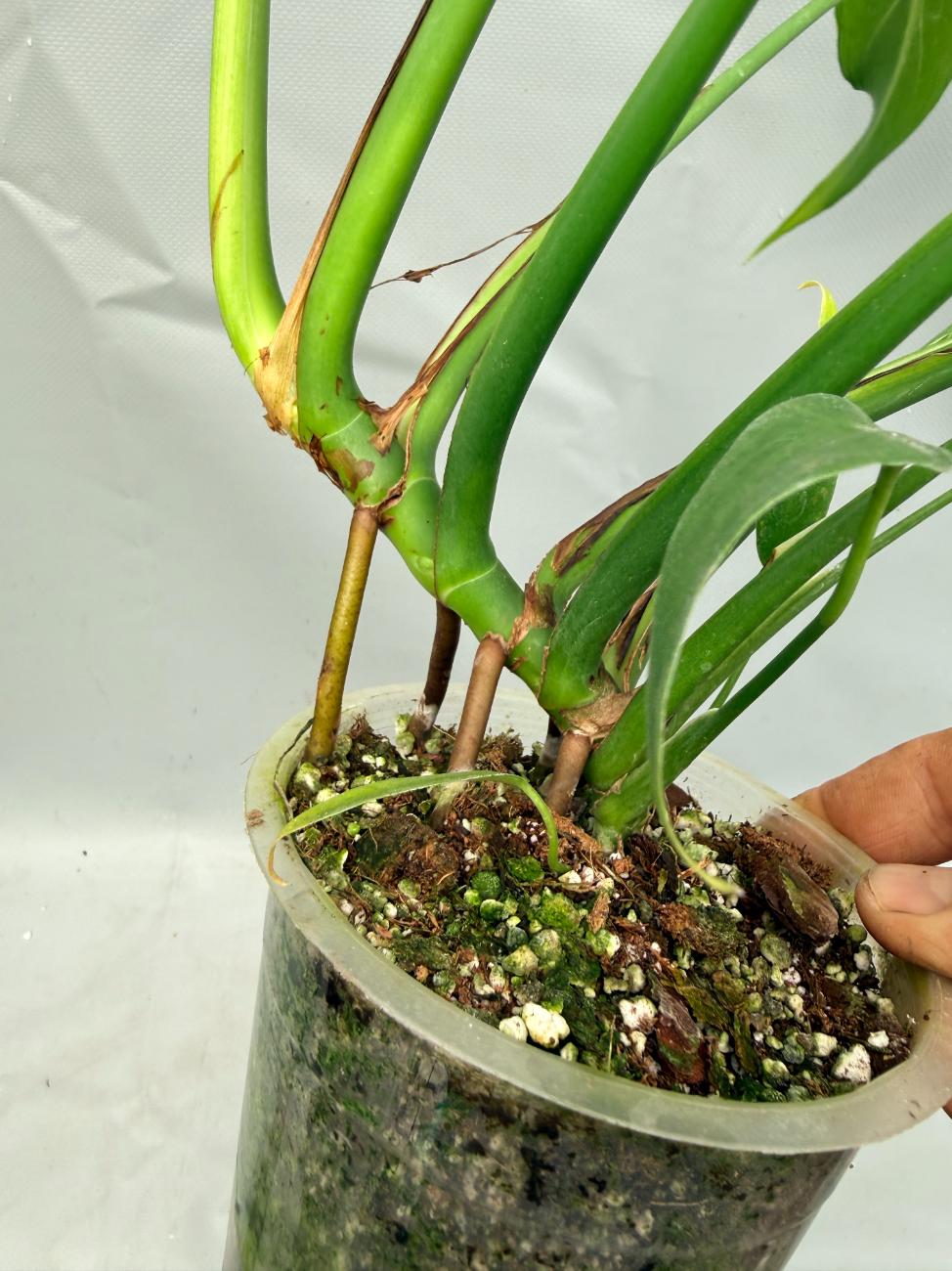 xl monstera plant Monstera Burle Marx Flame XL