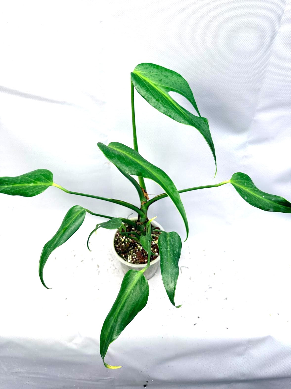 Monstera Burle Marx Flame XL intera pianta