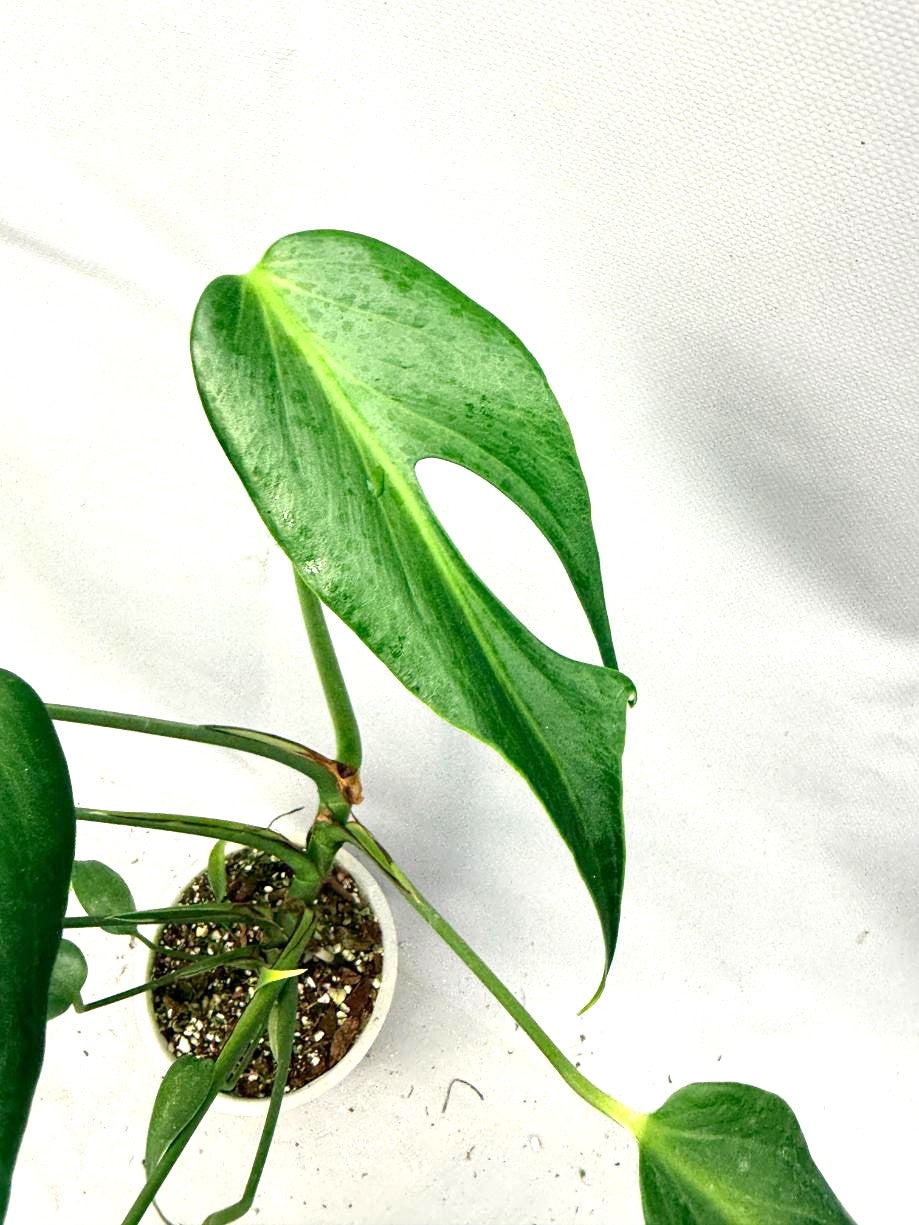 Monstera Burle Marx Flame XL 2