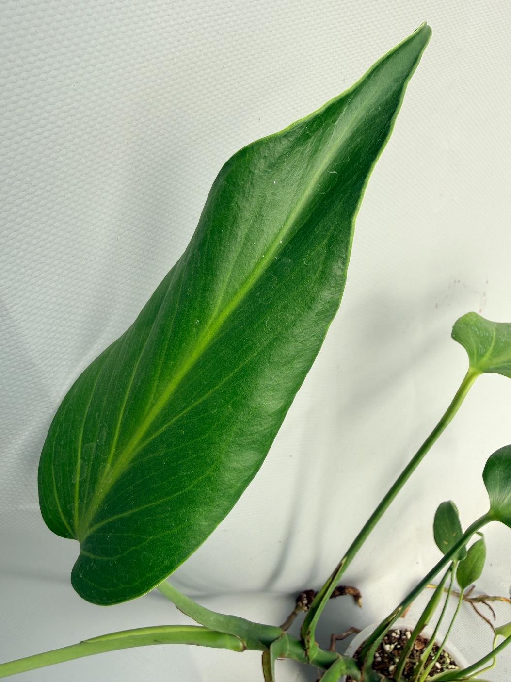 Monstera Burle Marx Flame XL 08