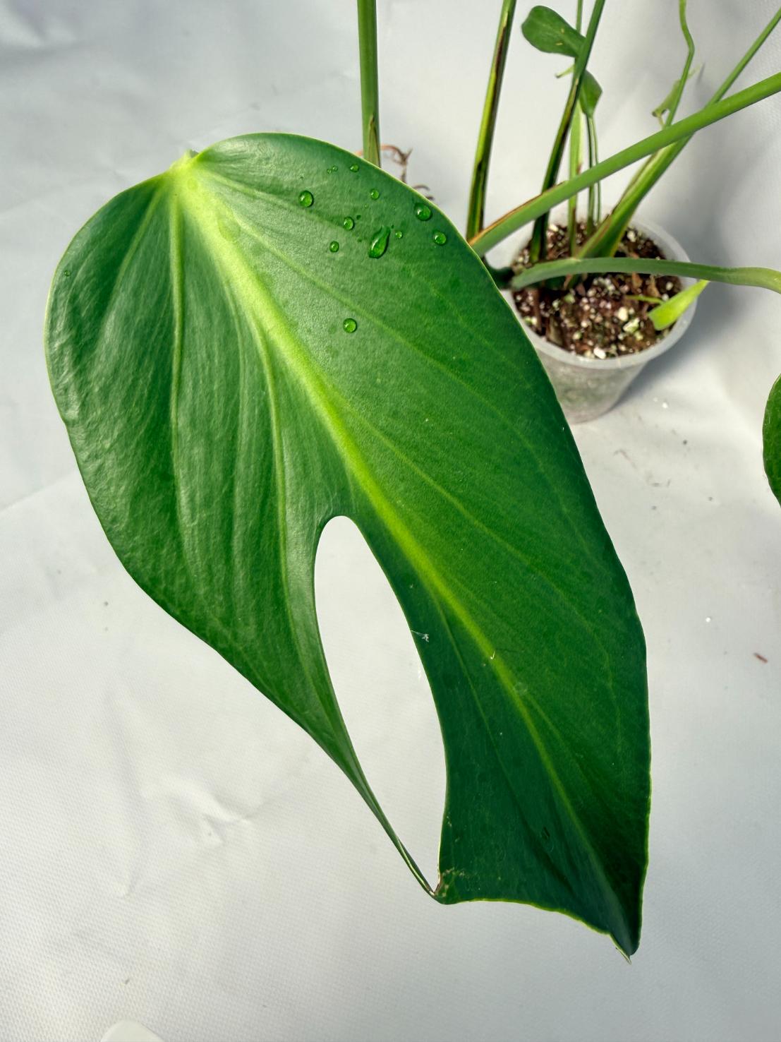 Monstera Burle Marx Flame XL 02