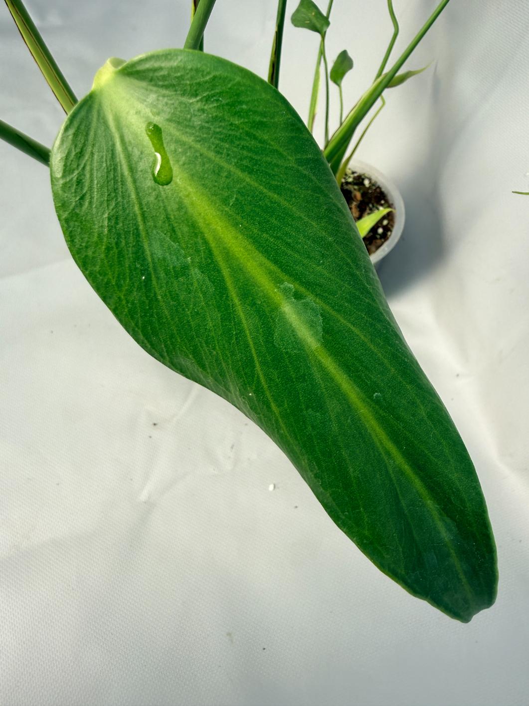 Monstera Burle Marx Flame XL 03