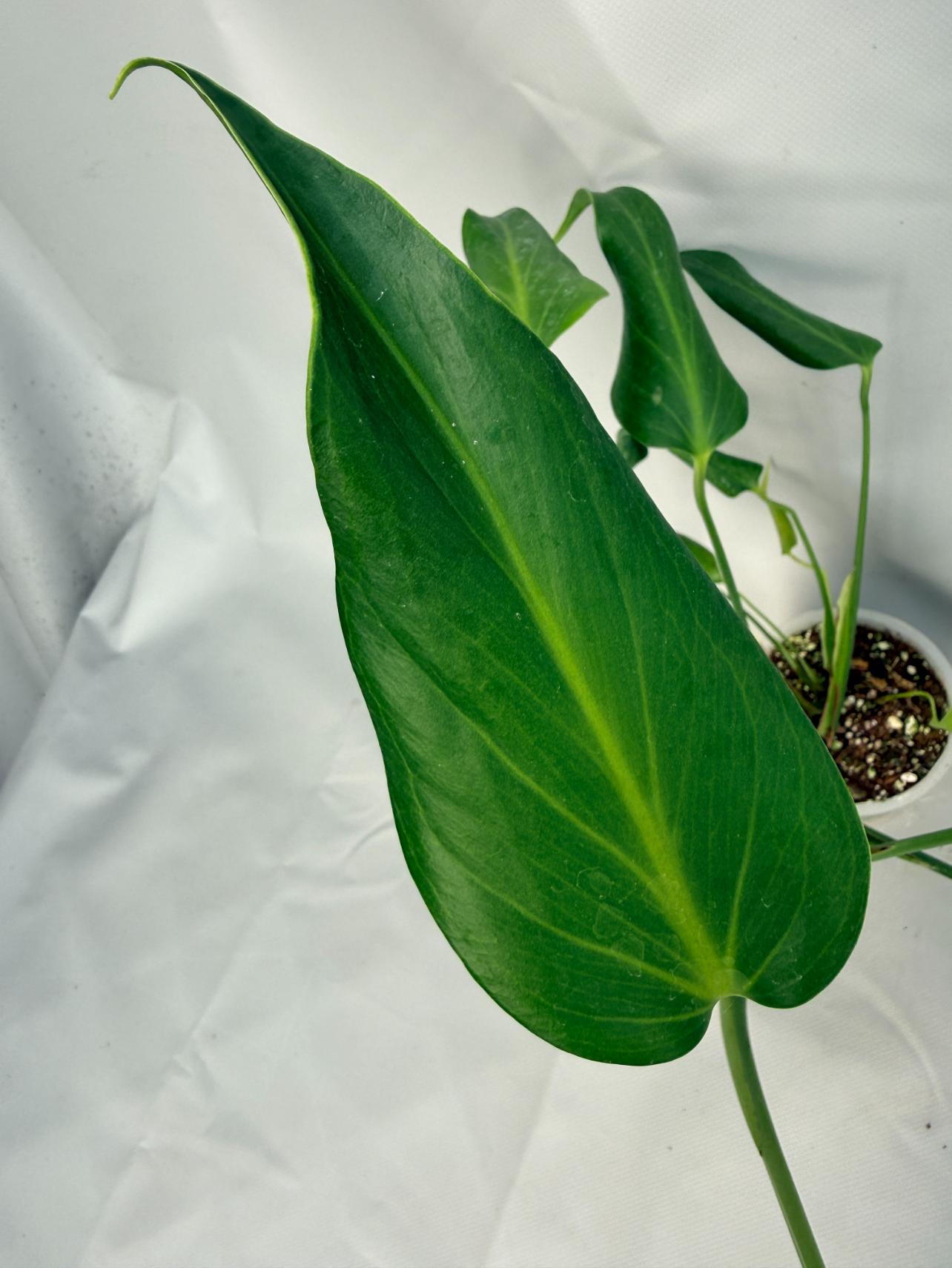 Monstera Burle Marx Flame XL 04