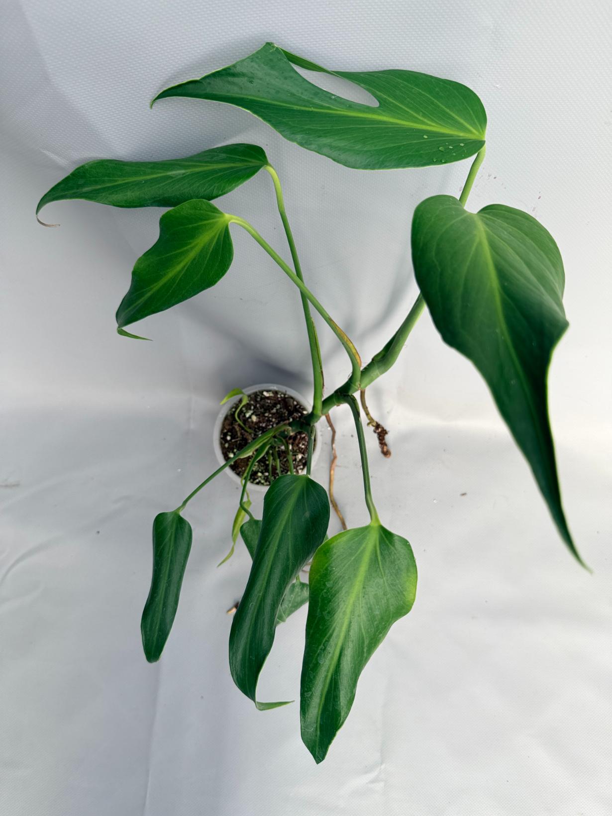 Monstera Burle Marx Flame XL 05