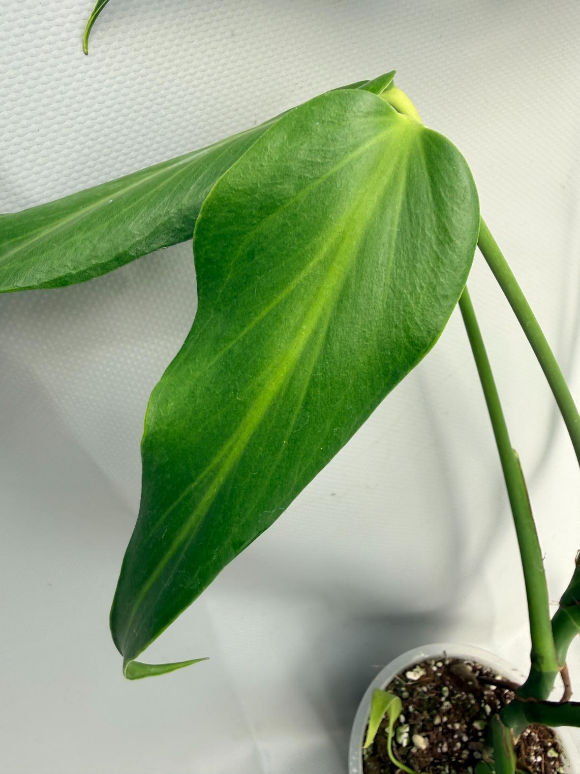 Monstera Burle Marx Flame XL 06