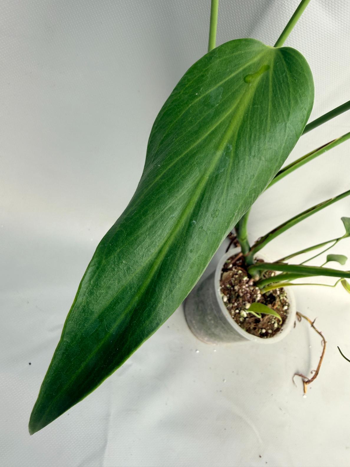 Monstera Burle Marx Flame XL 07