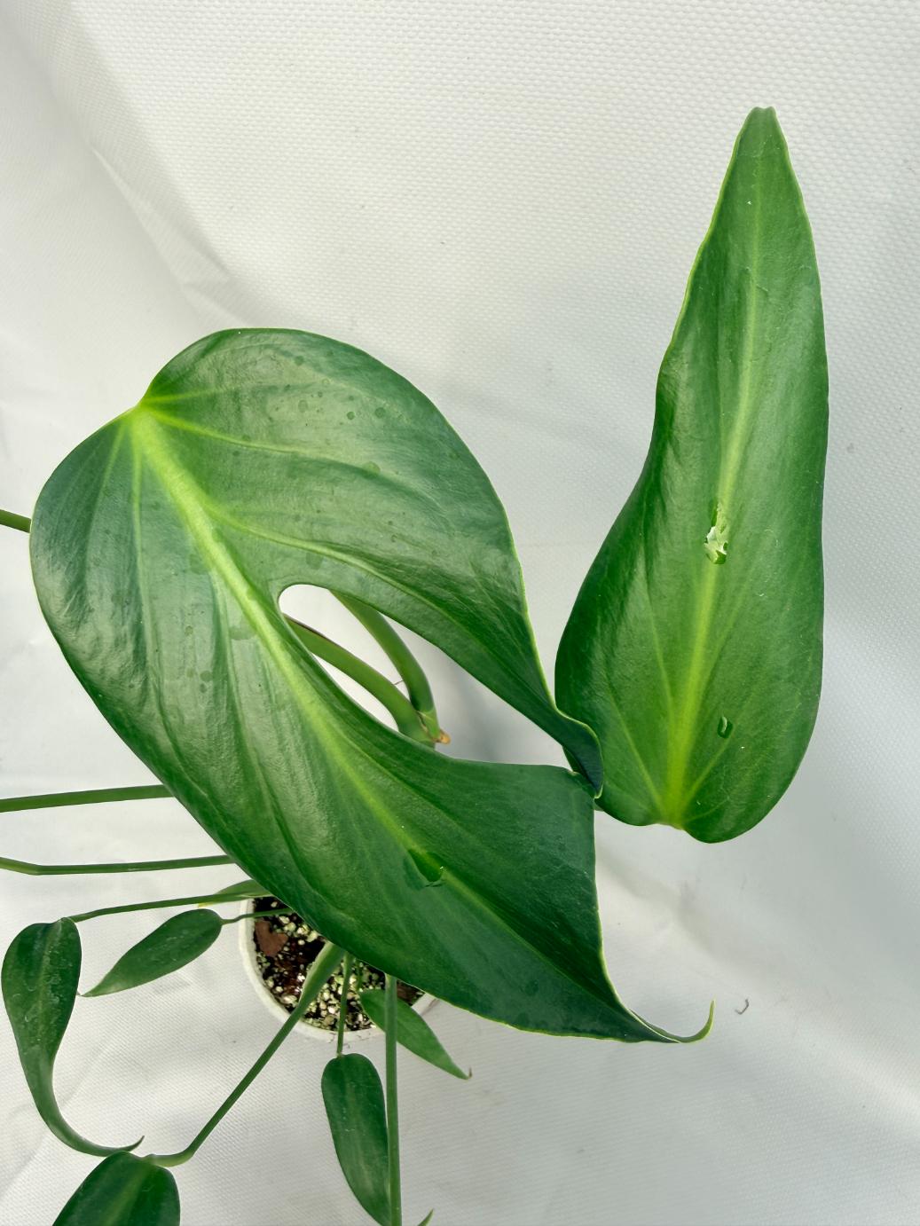 Monstera Burle Marx Flame XL 08