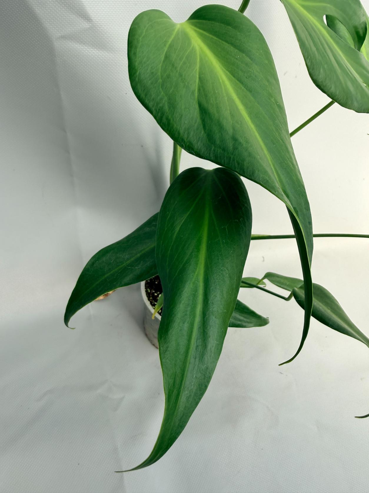 Monstera Burle Marx Flame XL 09