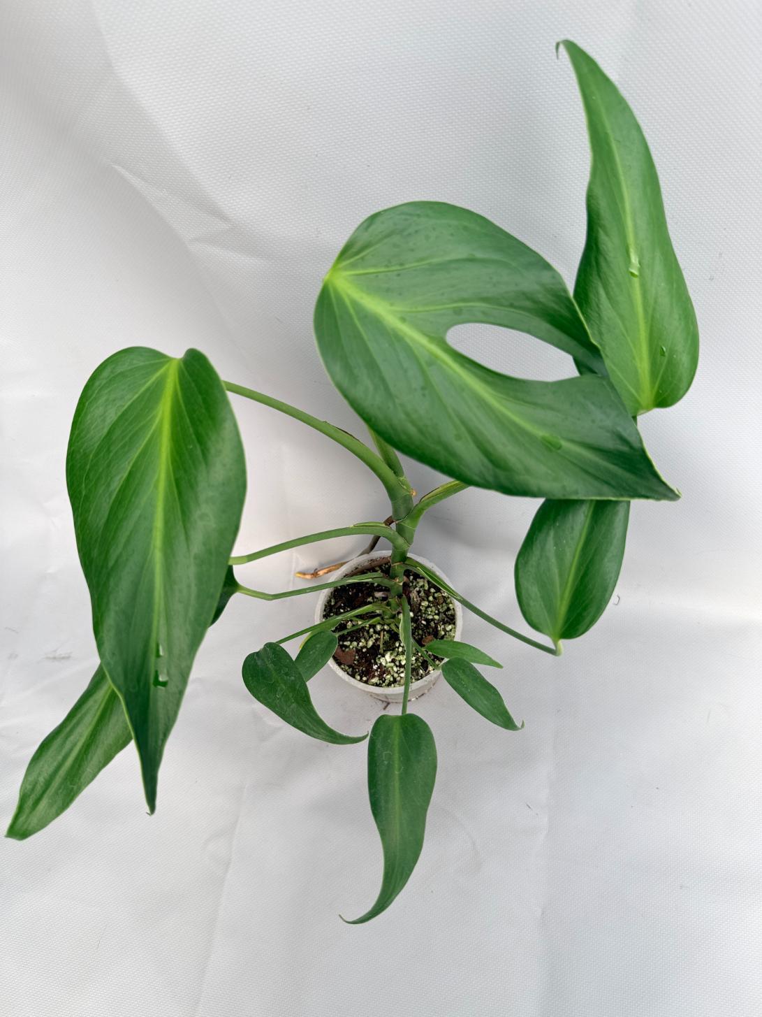 Monstera Burle Marx Flame XL 01