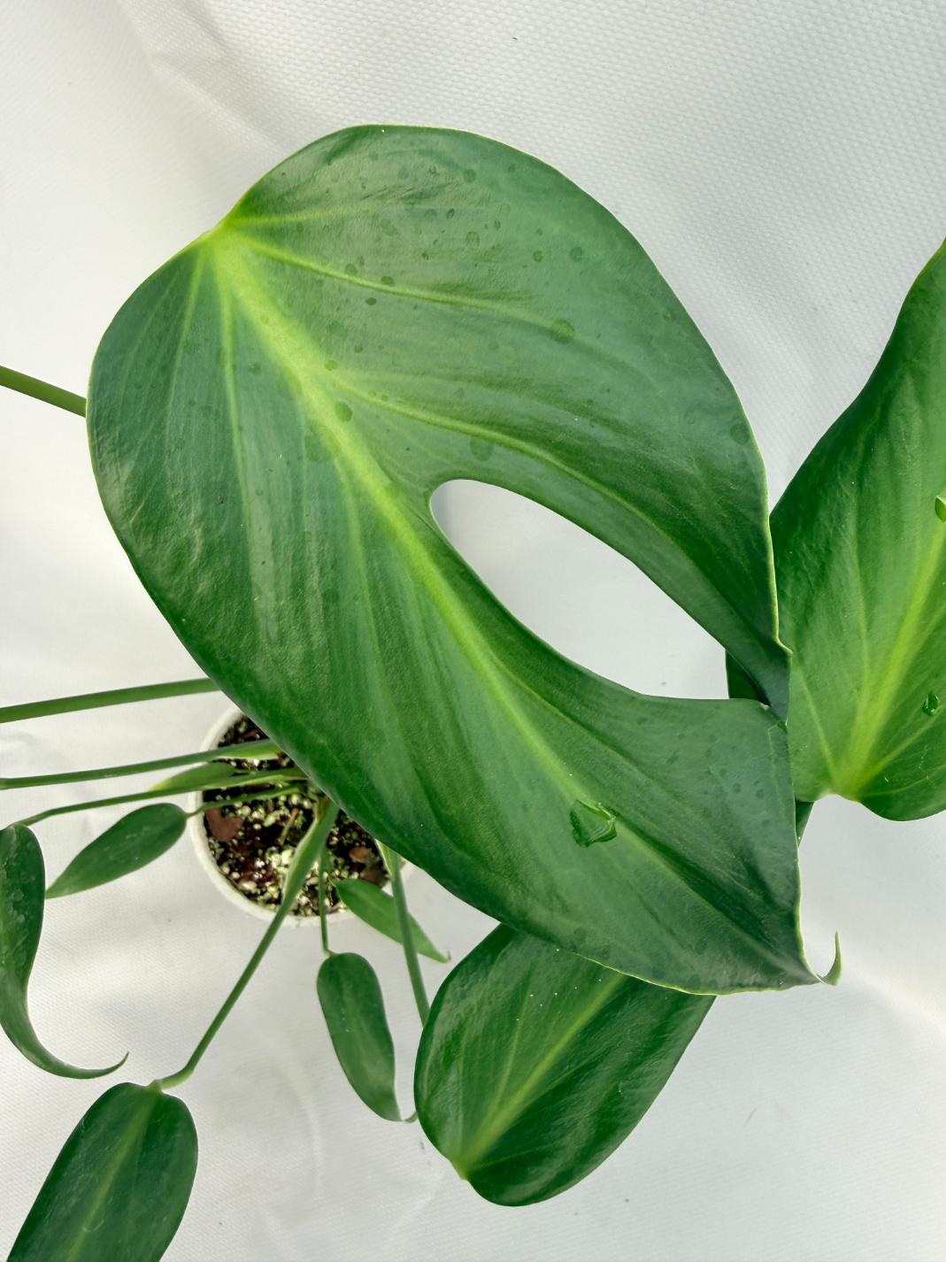 Monstera Burle Marx Flame XL 02