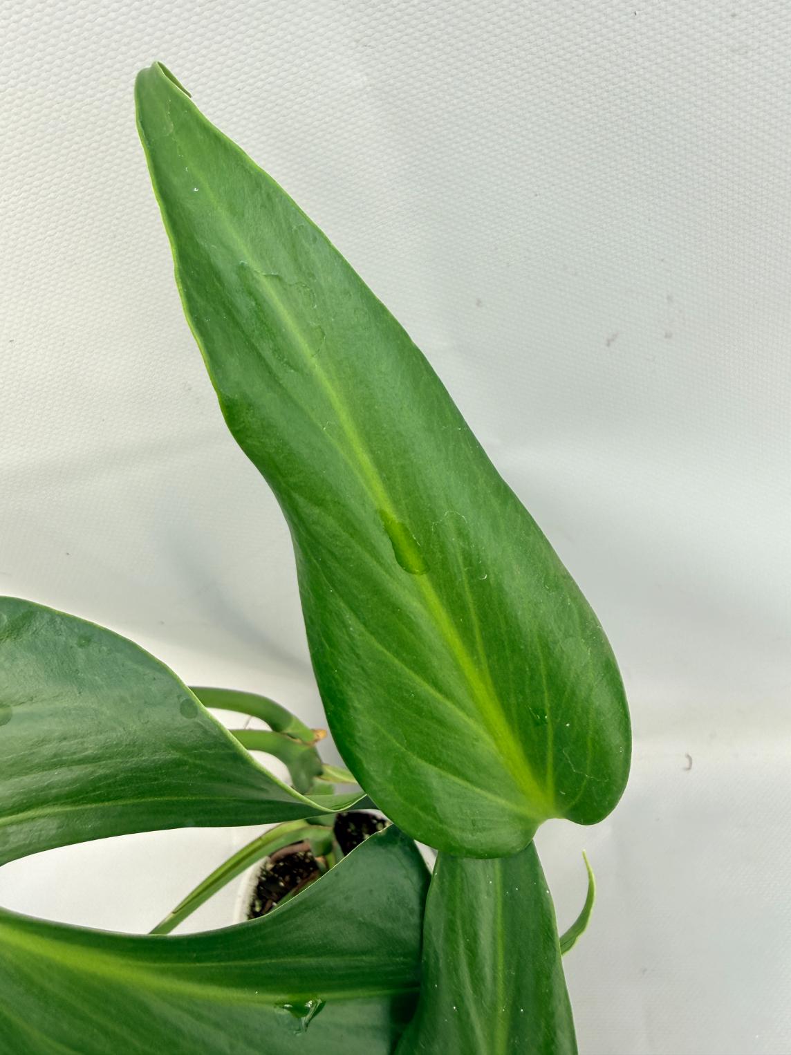 Monstera Burle Marx Flame XL 03