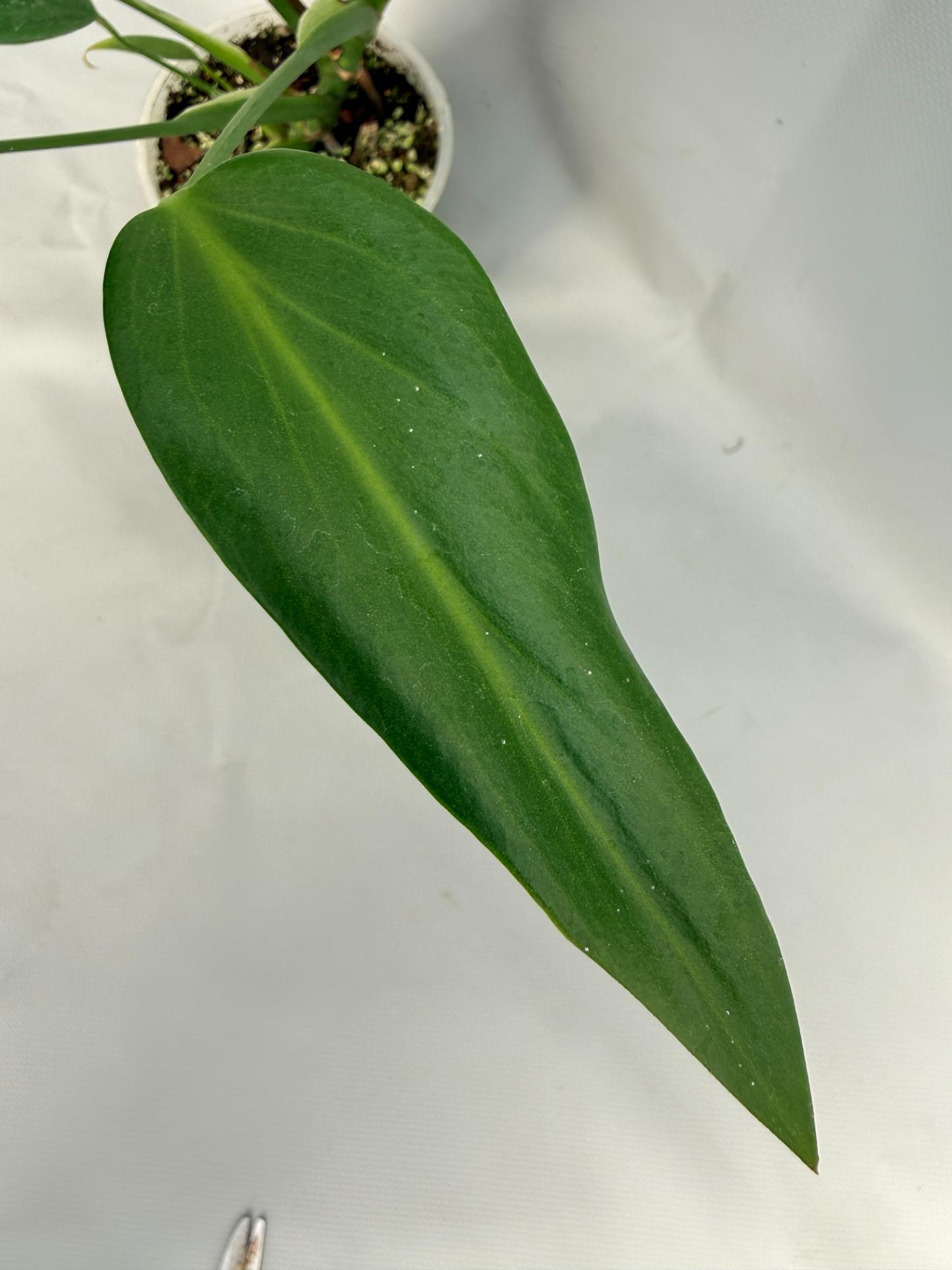 Monstera Burle Marx Flame XL 05