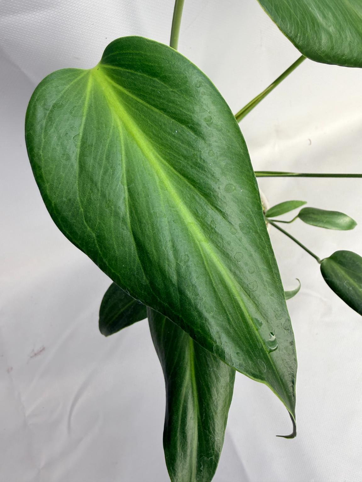 Monstera Burle Marx Flame XL 06