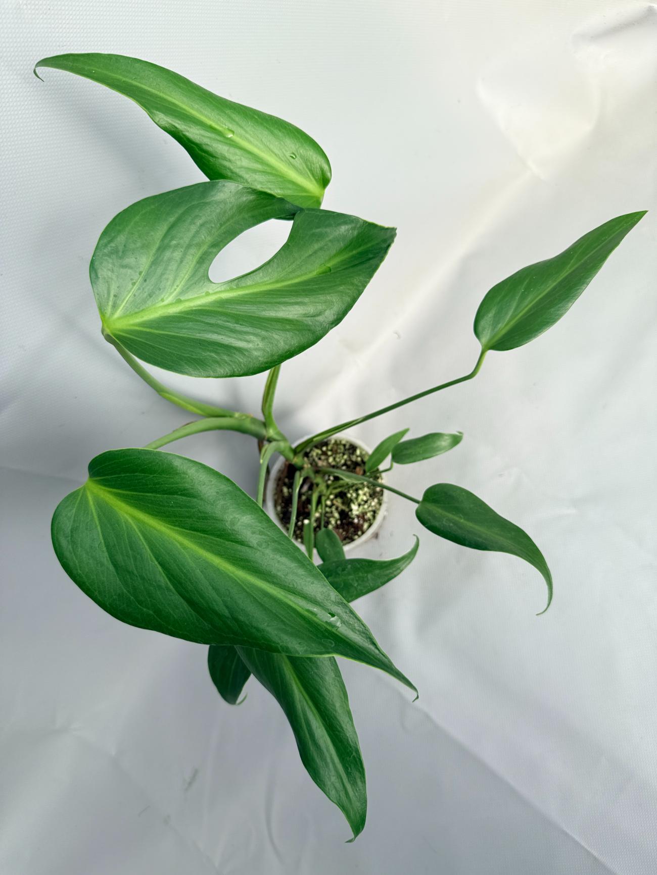 Monstera Burle Marx Flame XL 07