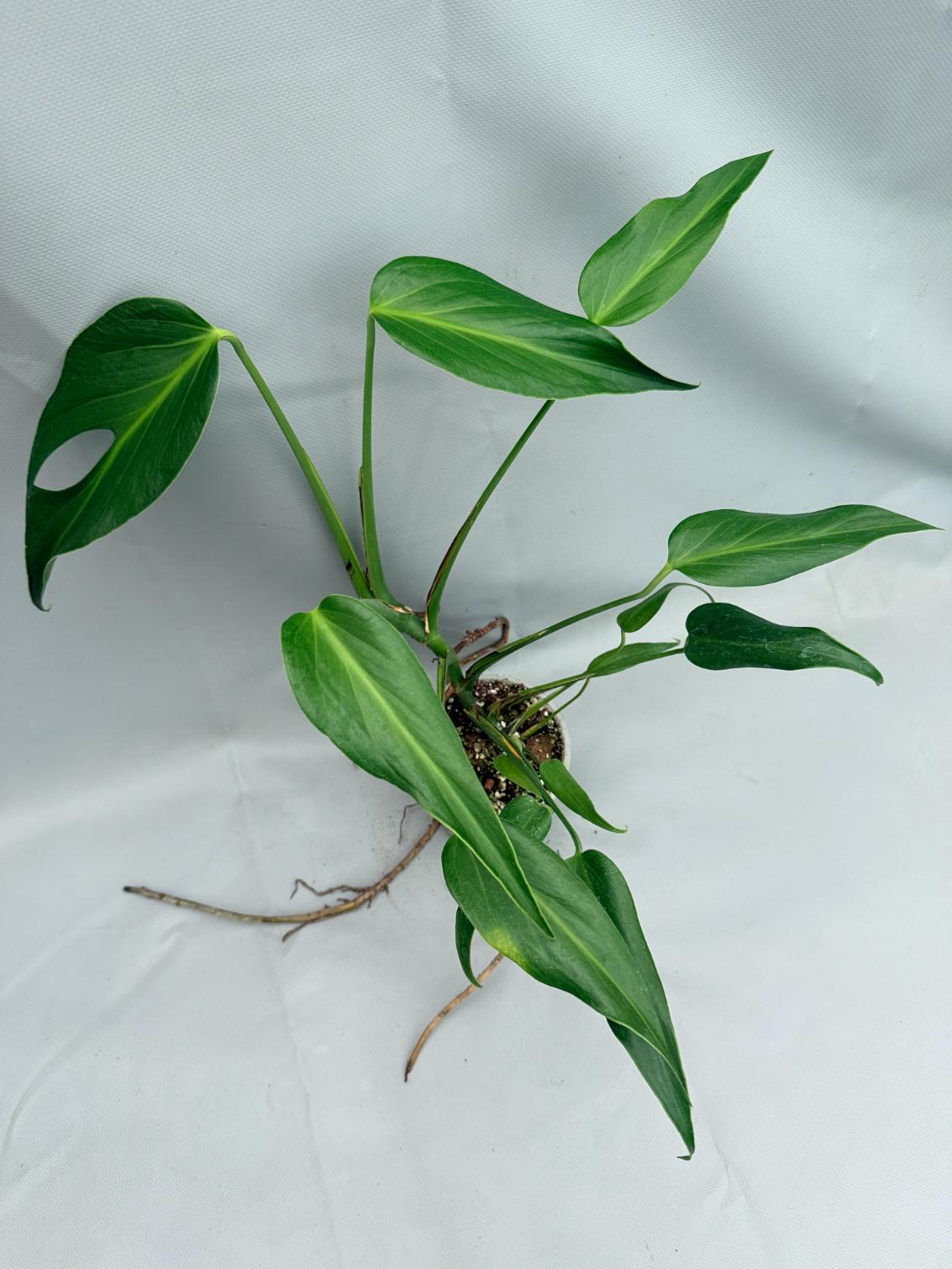 Monstera Burle Marx Flame XL 01