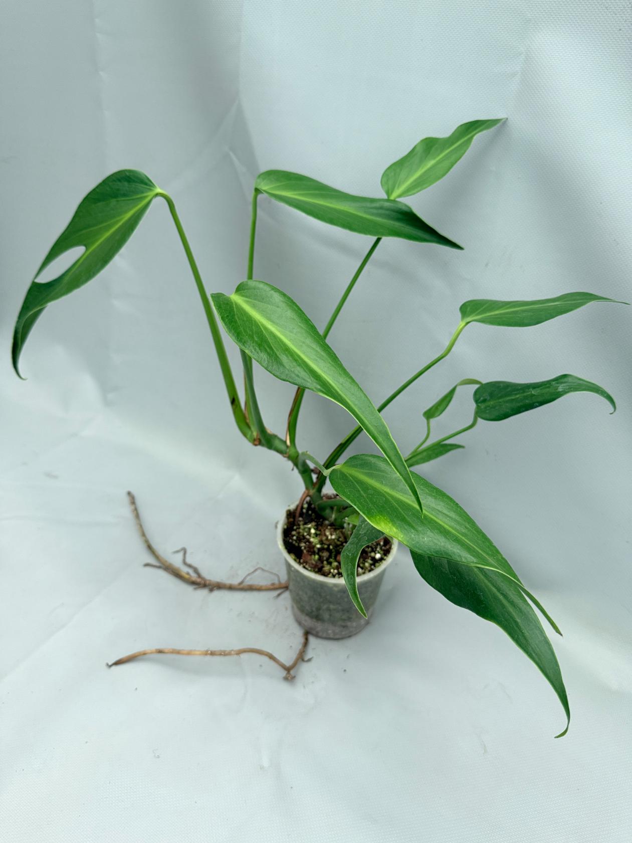 Monstera Burle Marx Flame XL 02