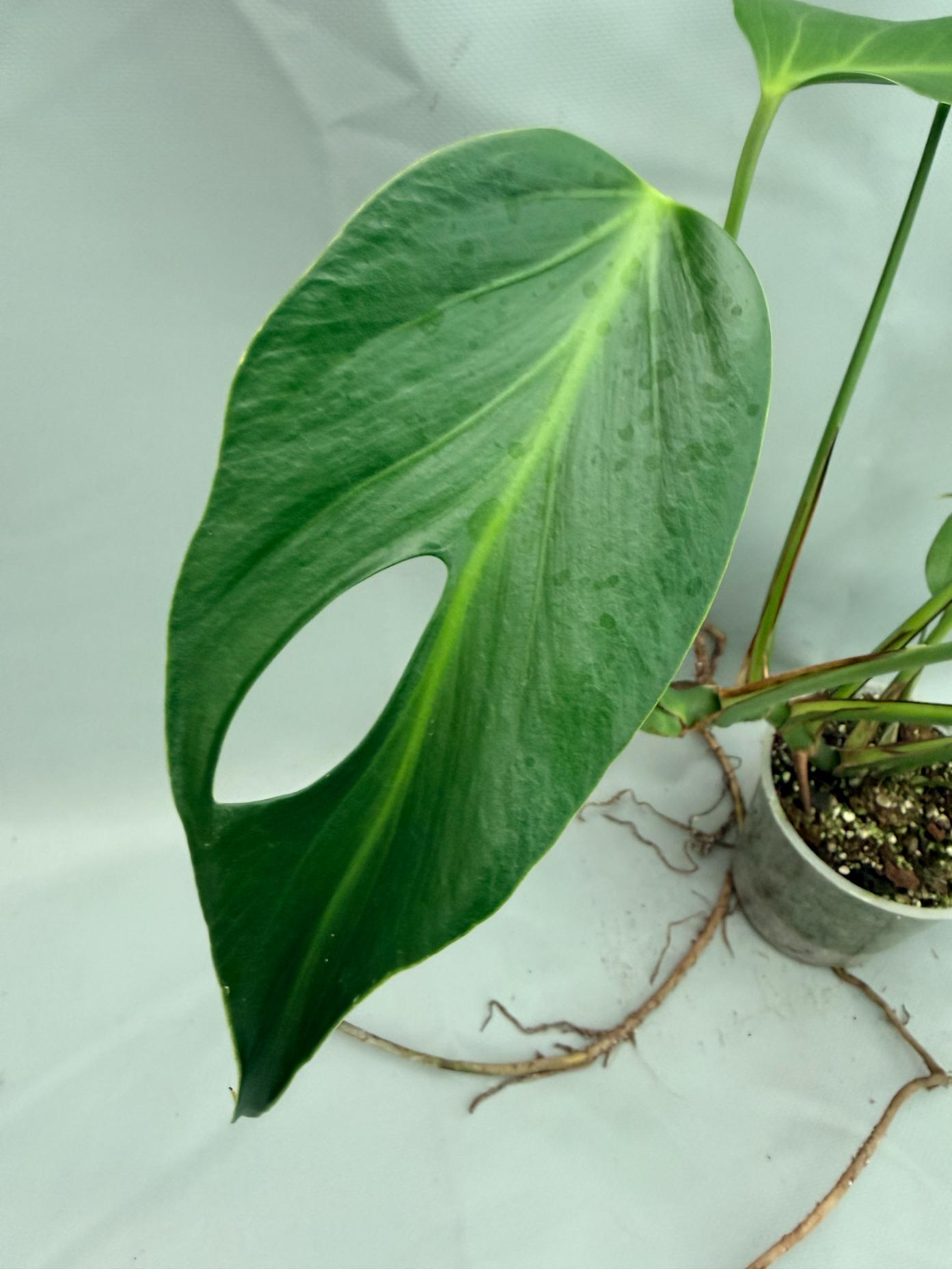 Monstera Burle Marx Flame XL 03