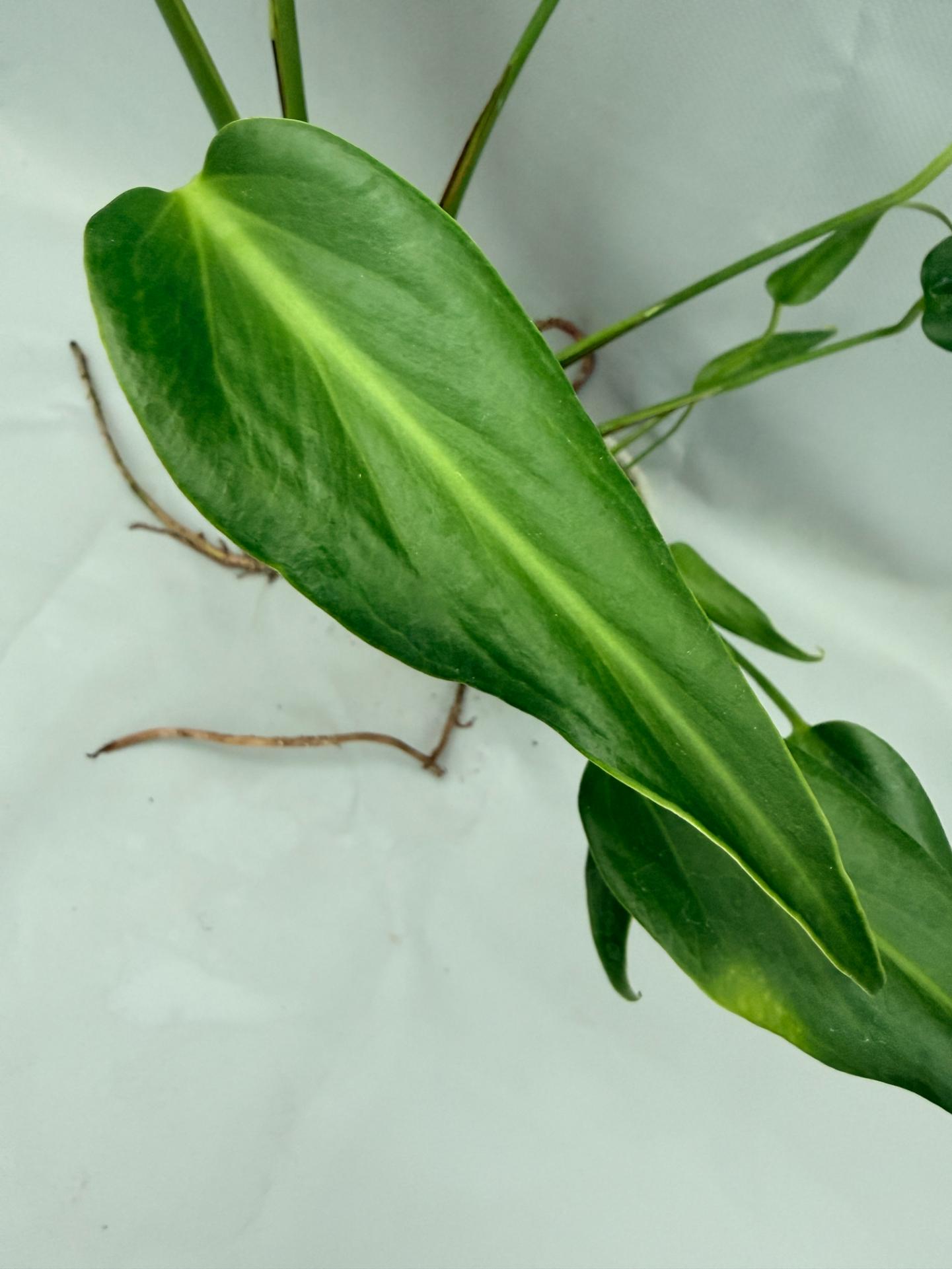 Monstera Burle Marx Flame XL 04
