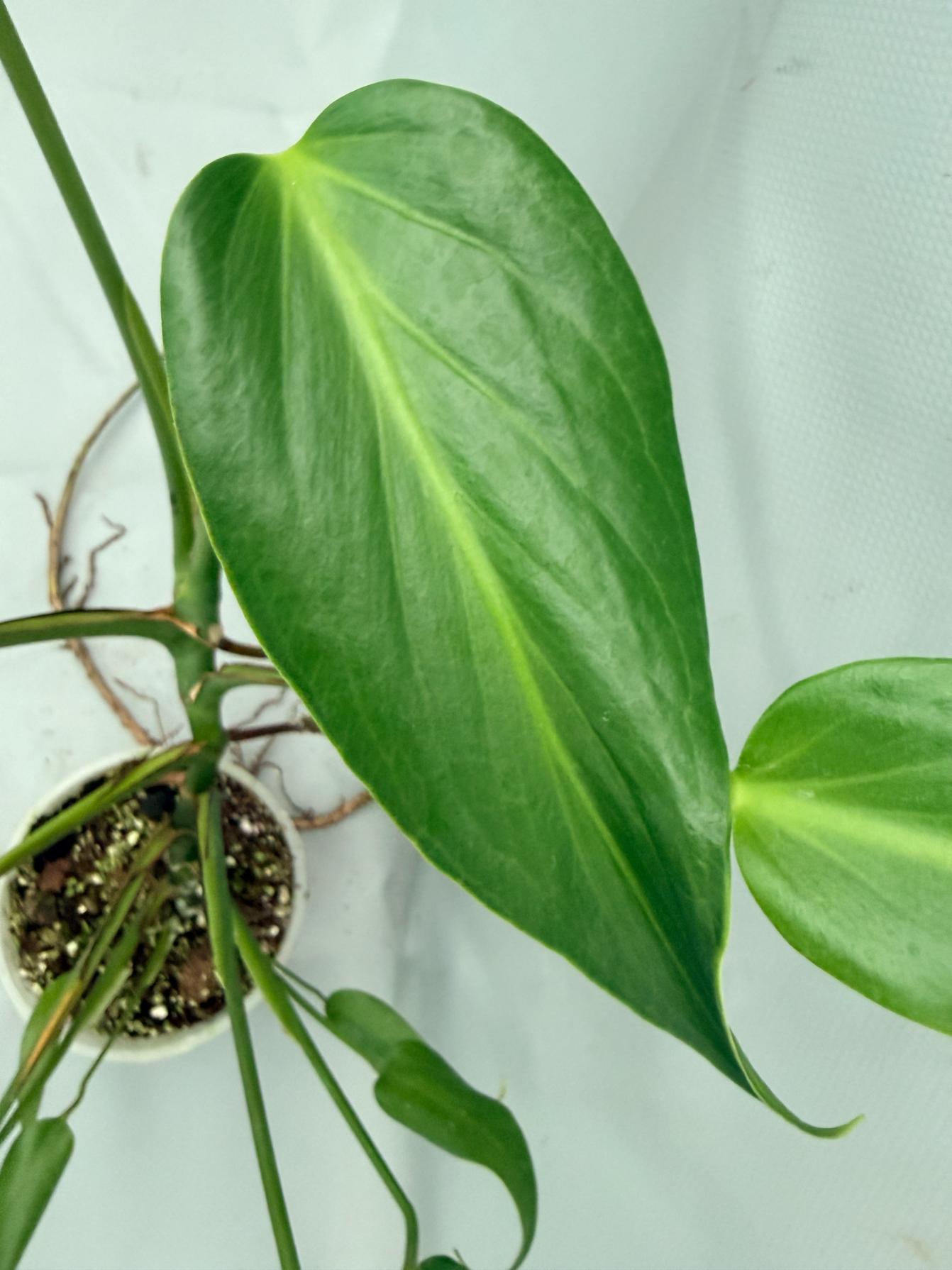 Monstera Burle Marx Flame XL 05