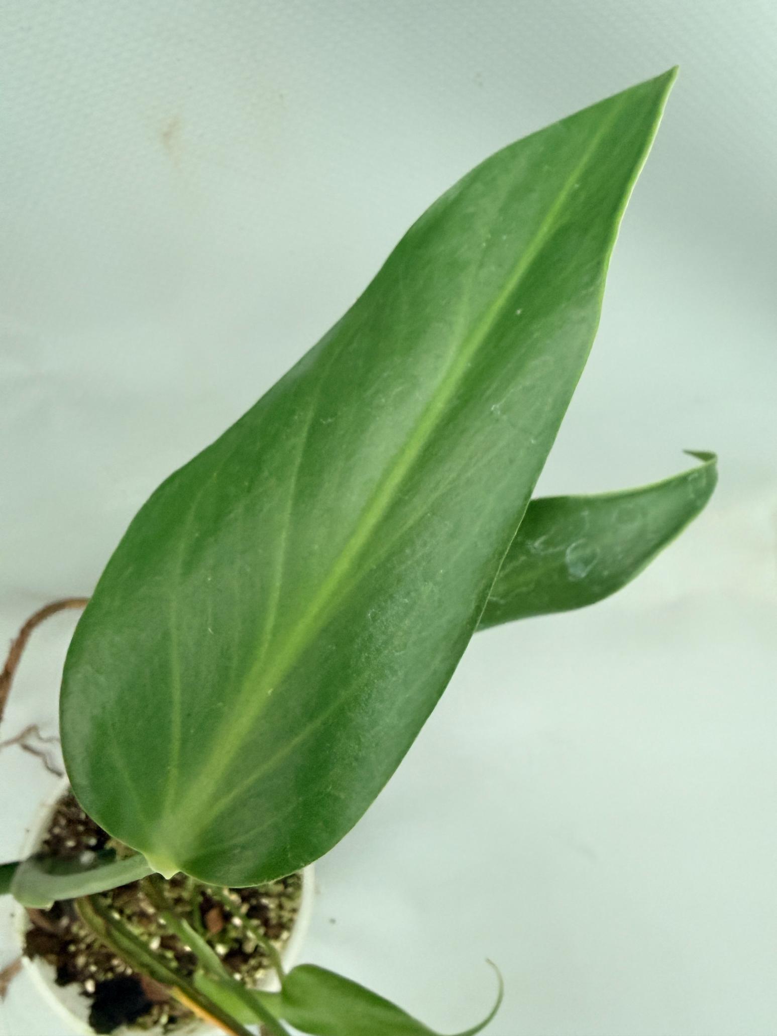 Monstera Burle Marx Flame XL 06