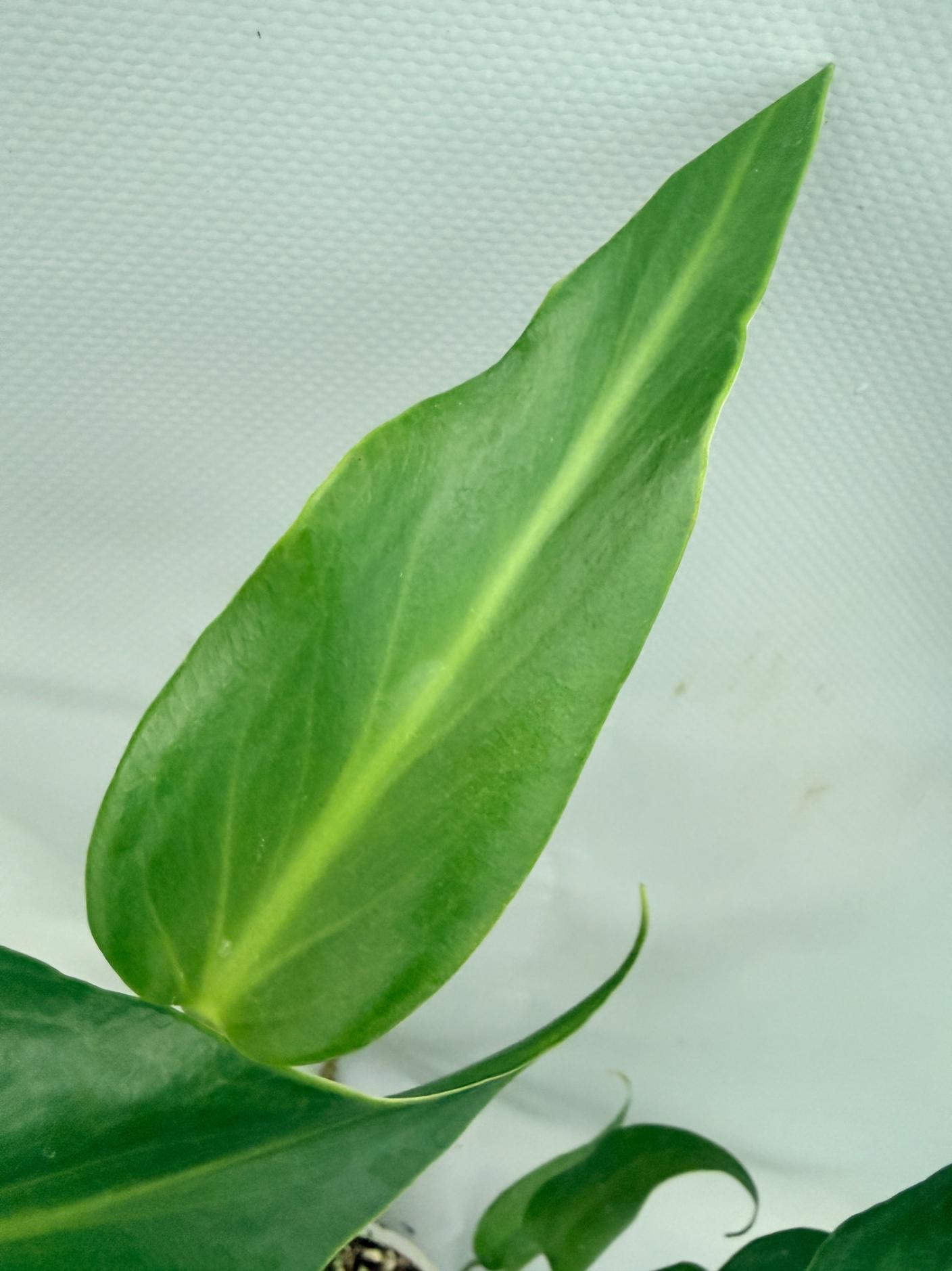 Monstera Burle Marx Flame XL 07