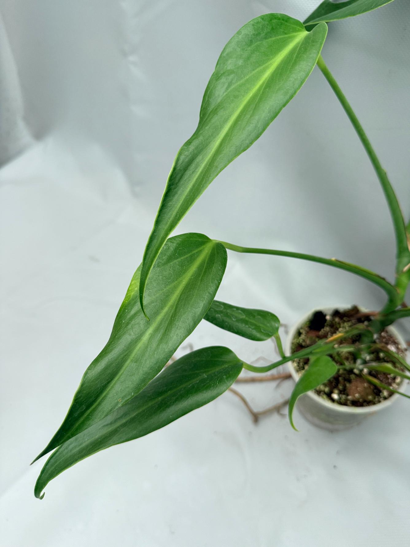 Monstera Burle Marx Flame XL 08