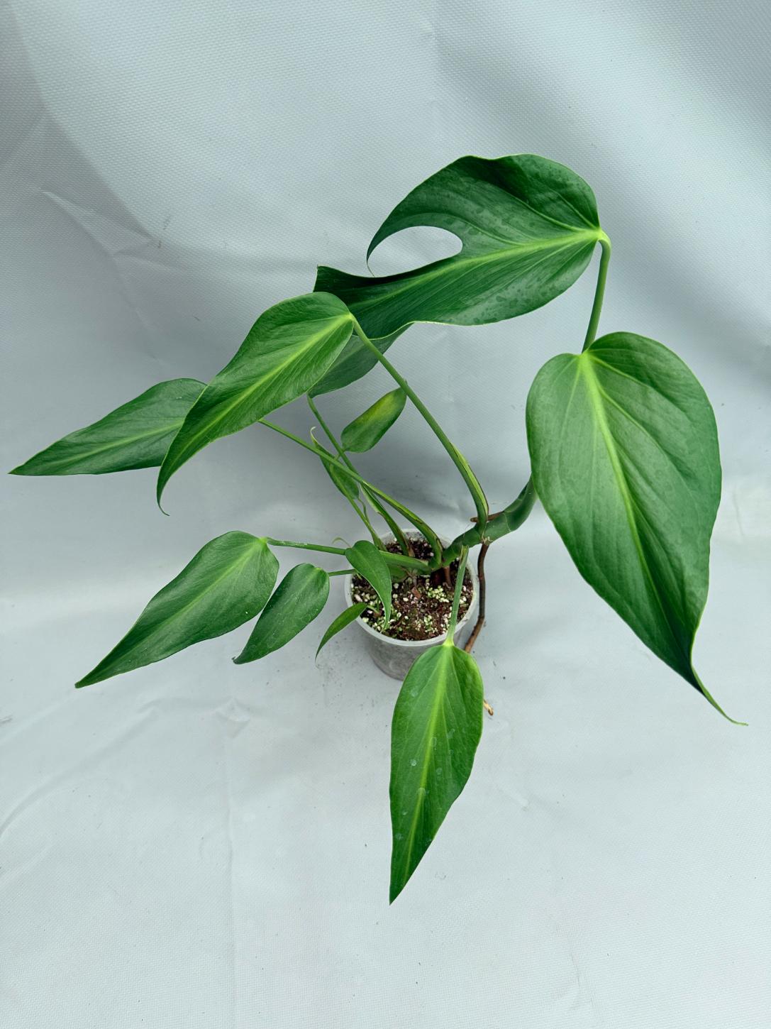 Monstera Burle Marx Flame XL 09