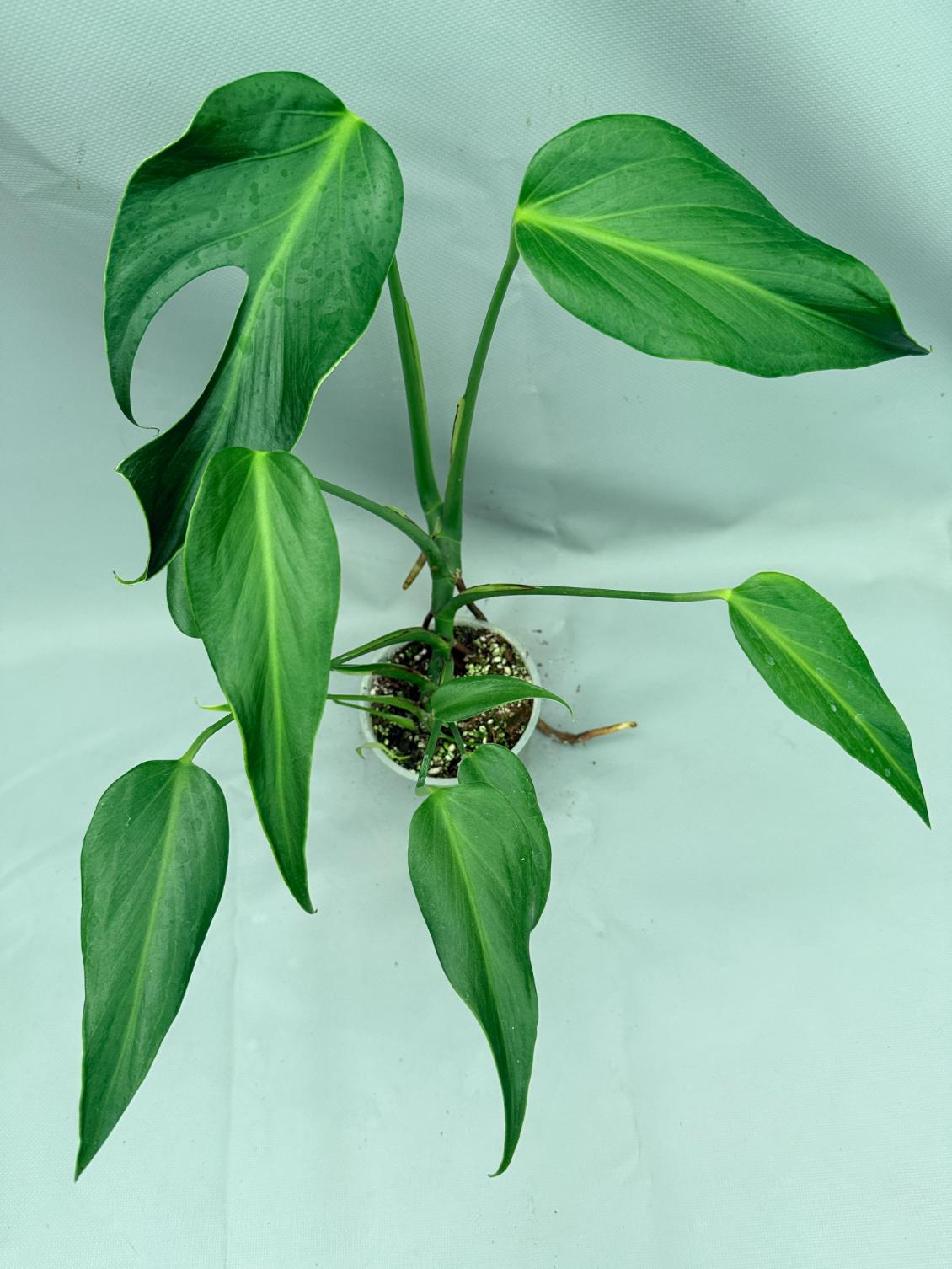 Monstera Burle Marx Flame XL 01