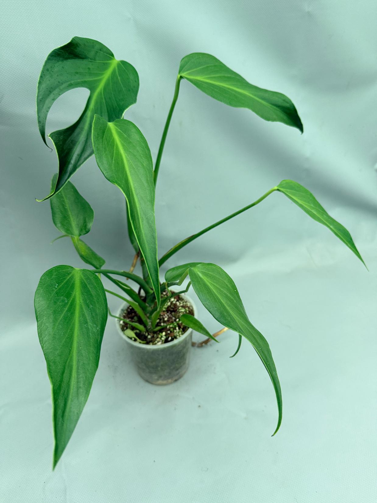 Monstera Burle Marx Flame XL 02