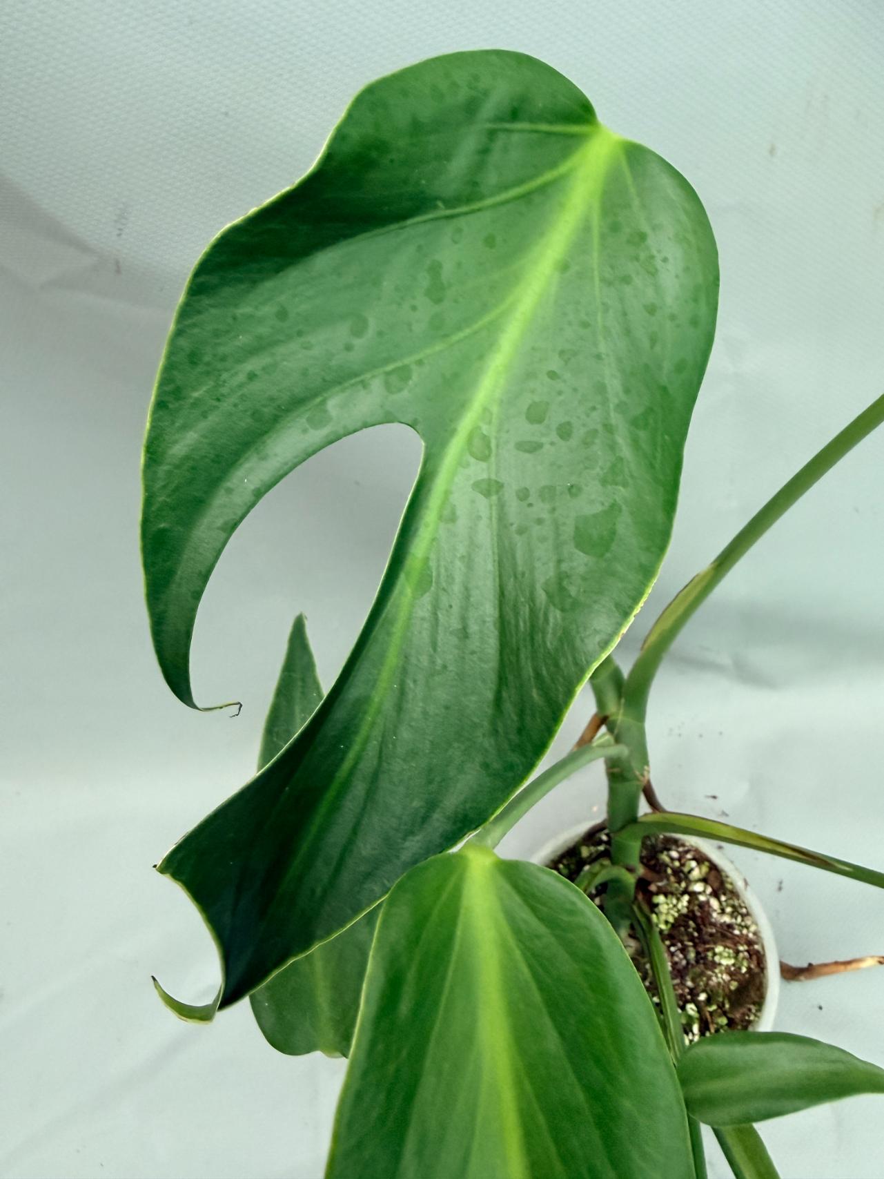 Monstera Burle Marx Flame XL 03