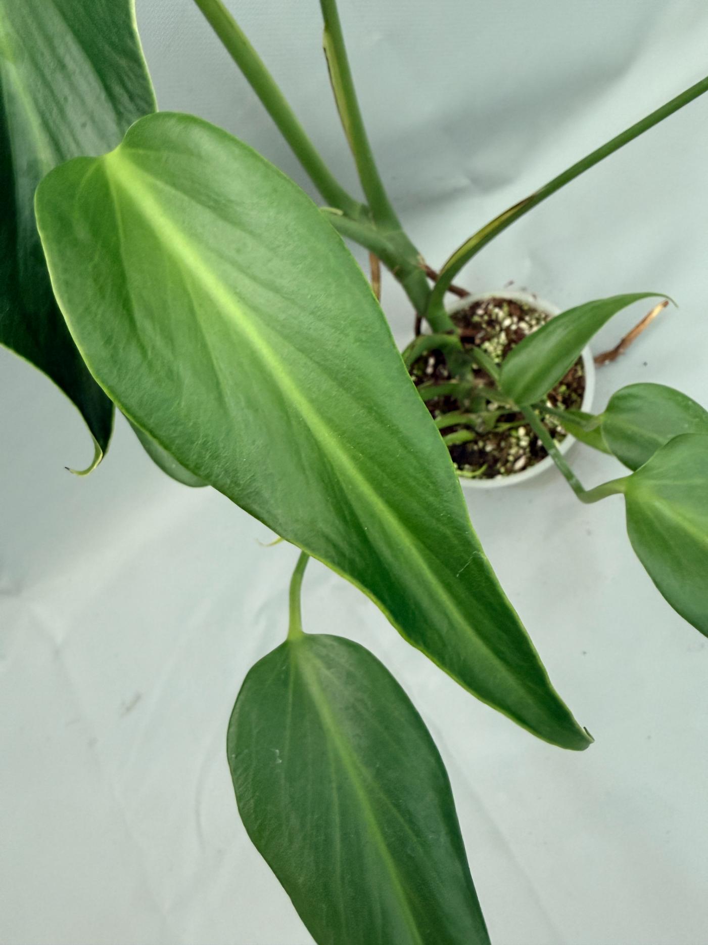 Monstera Burle Marx Flame XL 04