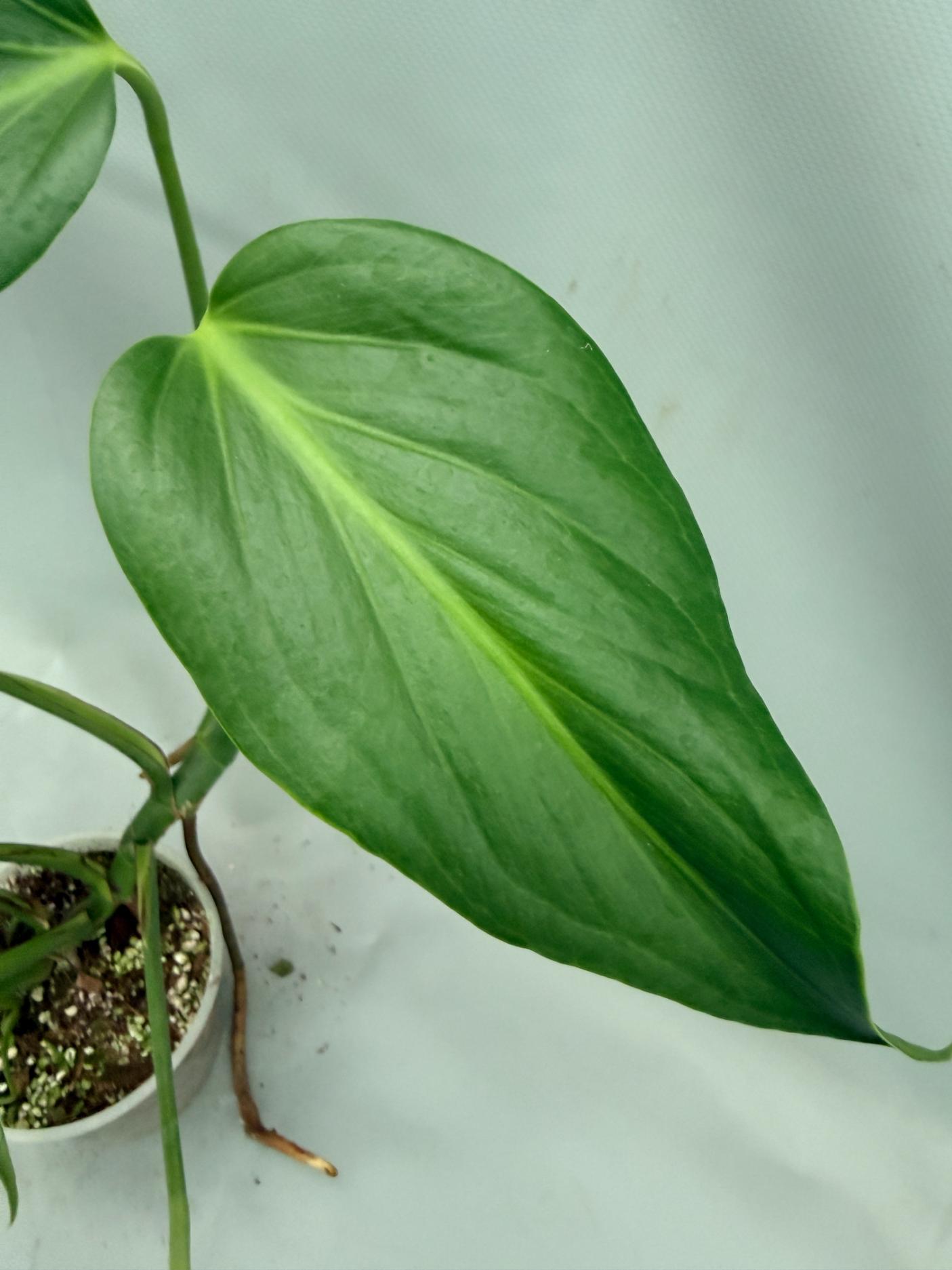 Monstera Burle Marx Flame XL 05