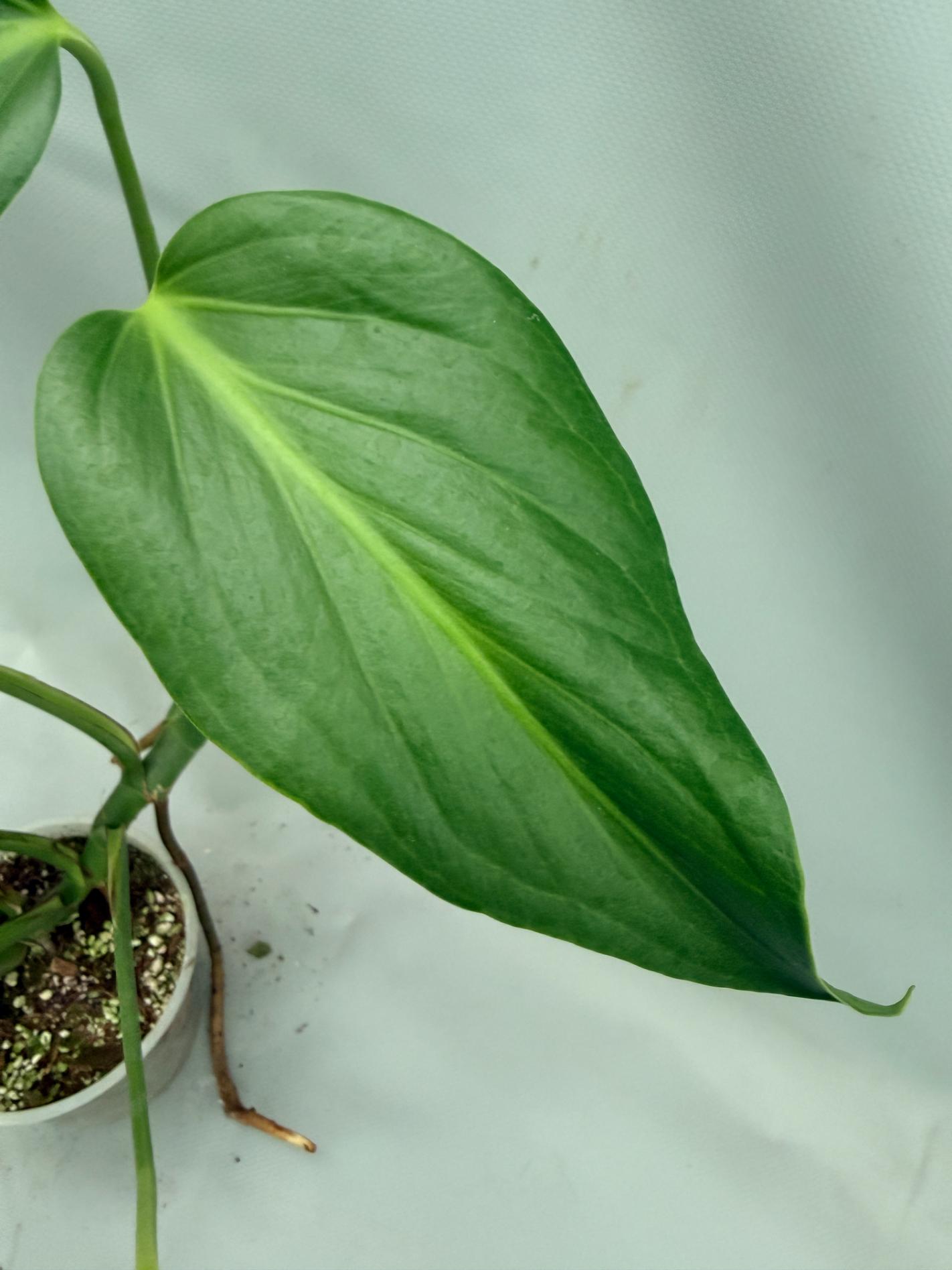 Monstera Burle Marx Flame XL 06