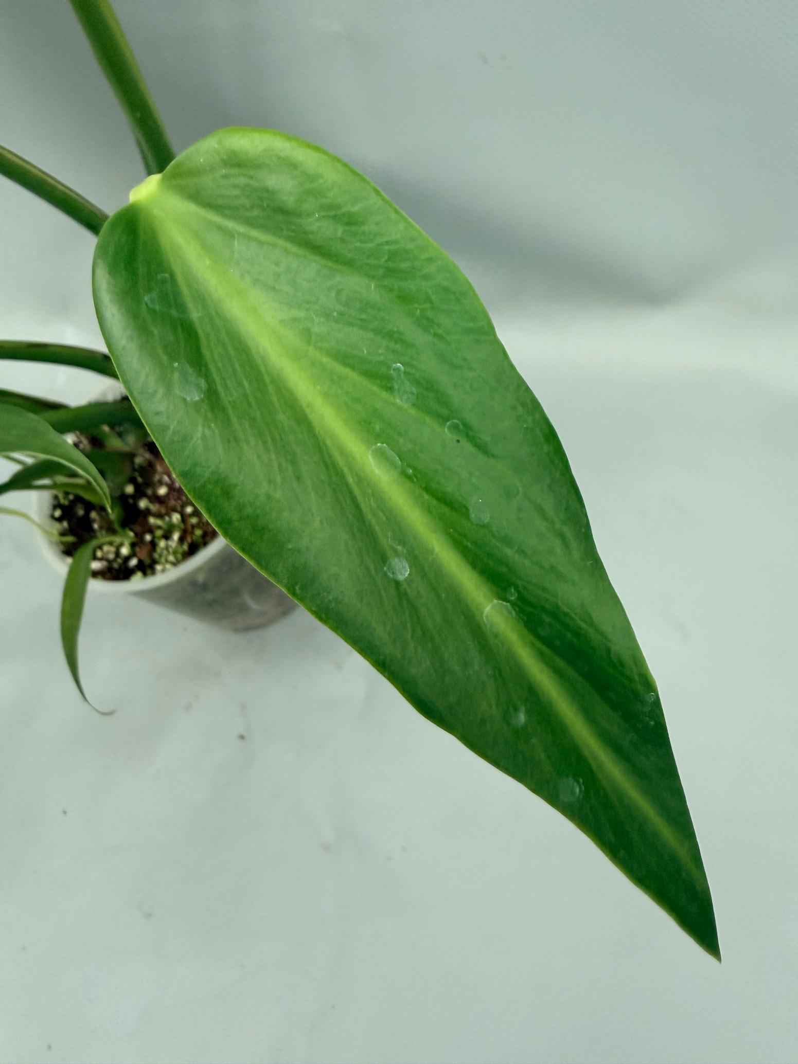 Monstera Burle Marx Flame XL 07