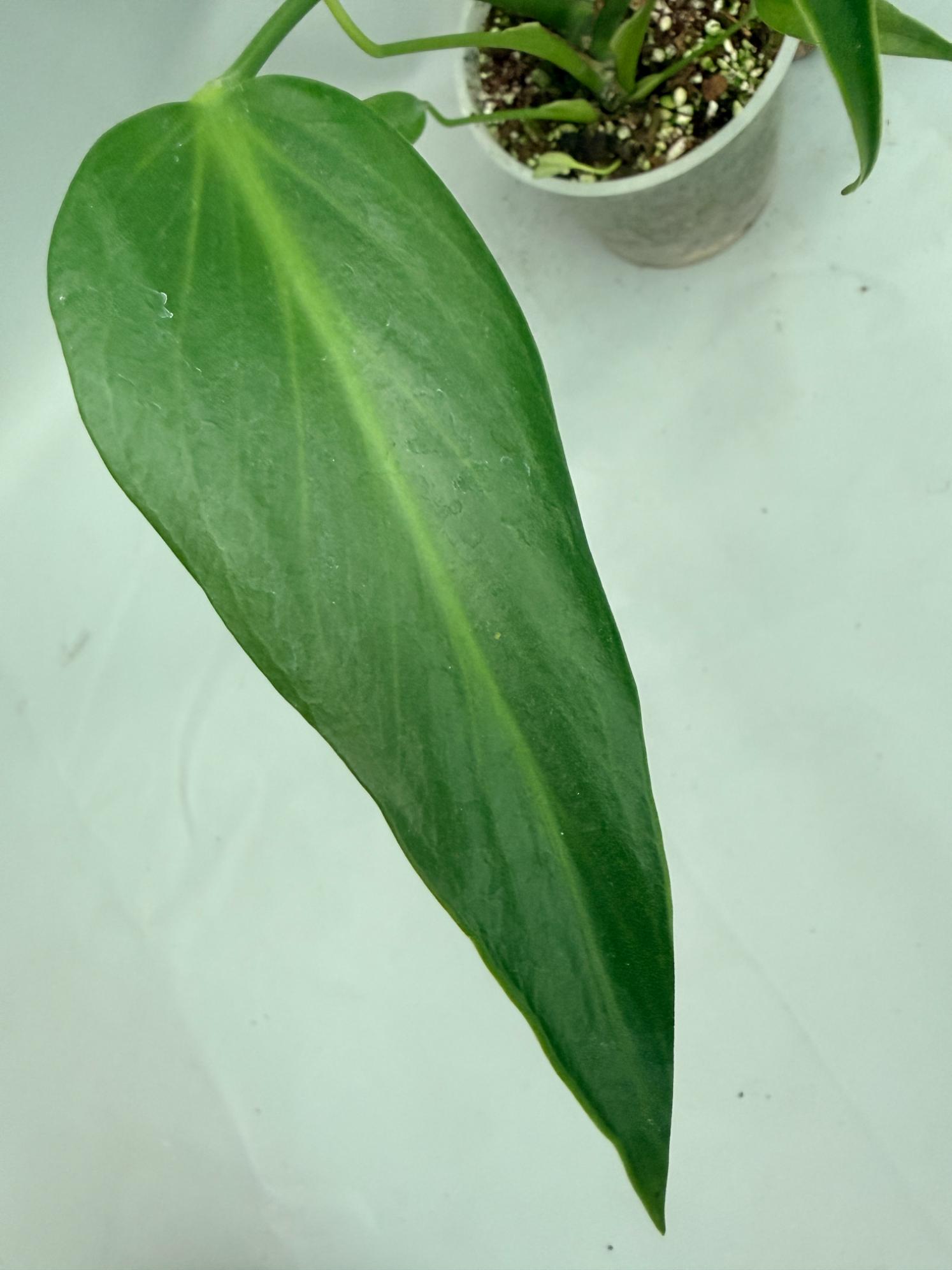 Monstera Burle Marx Flame XL 08