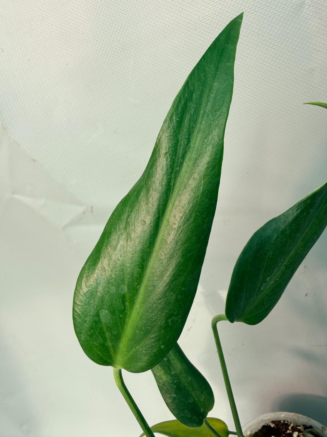 Monstera Burle Marx Flame XL 07